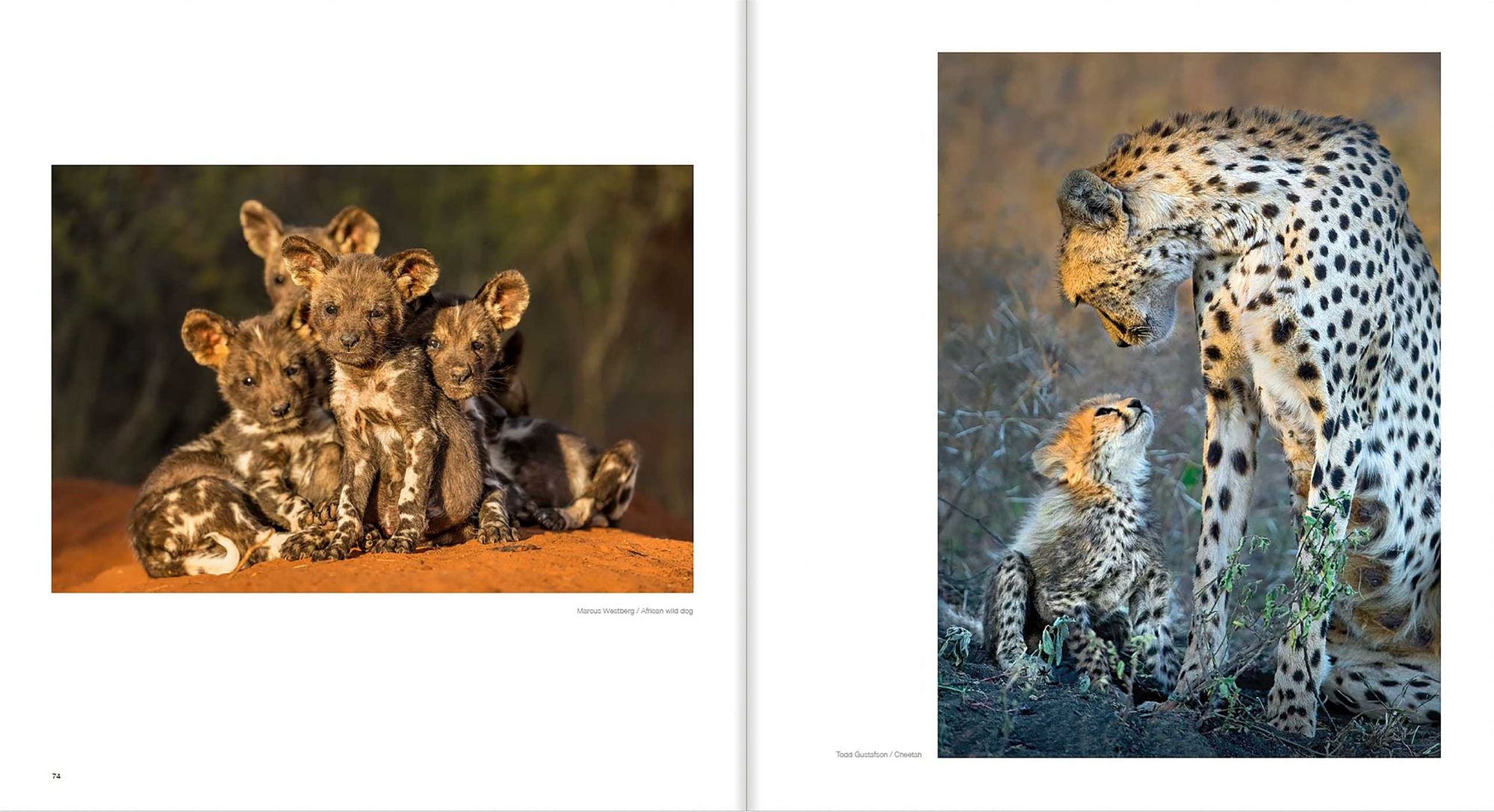 10 Years of Remembering Wildlife