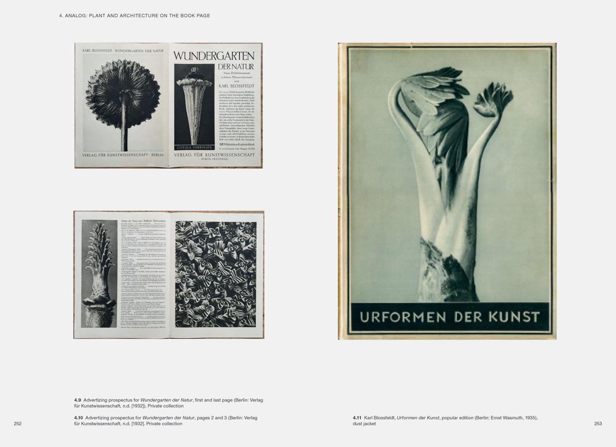 Karl Blossfeldt: Variations