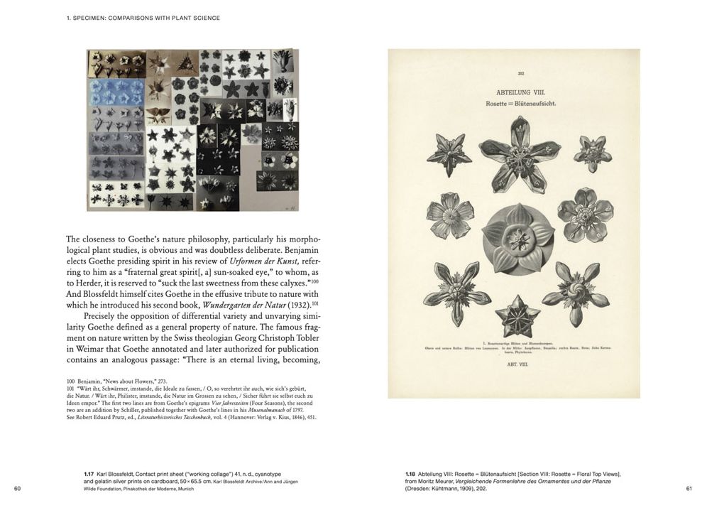 Karl Blossfeldt: Variations