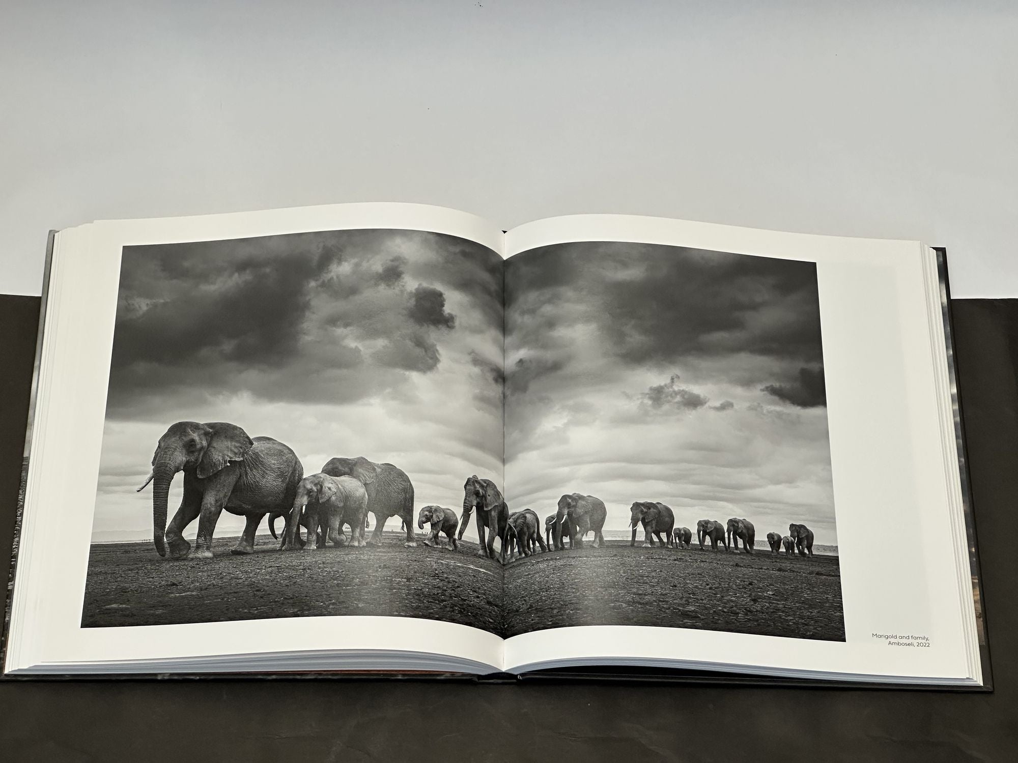 Walk the Earth: Photographs of Africa's Last Great Elephants