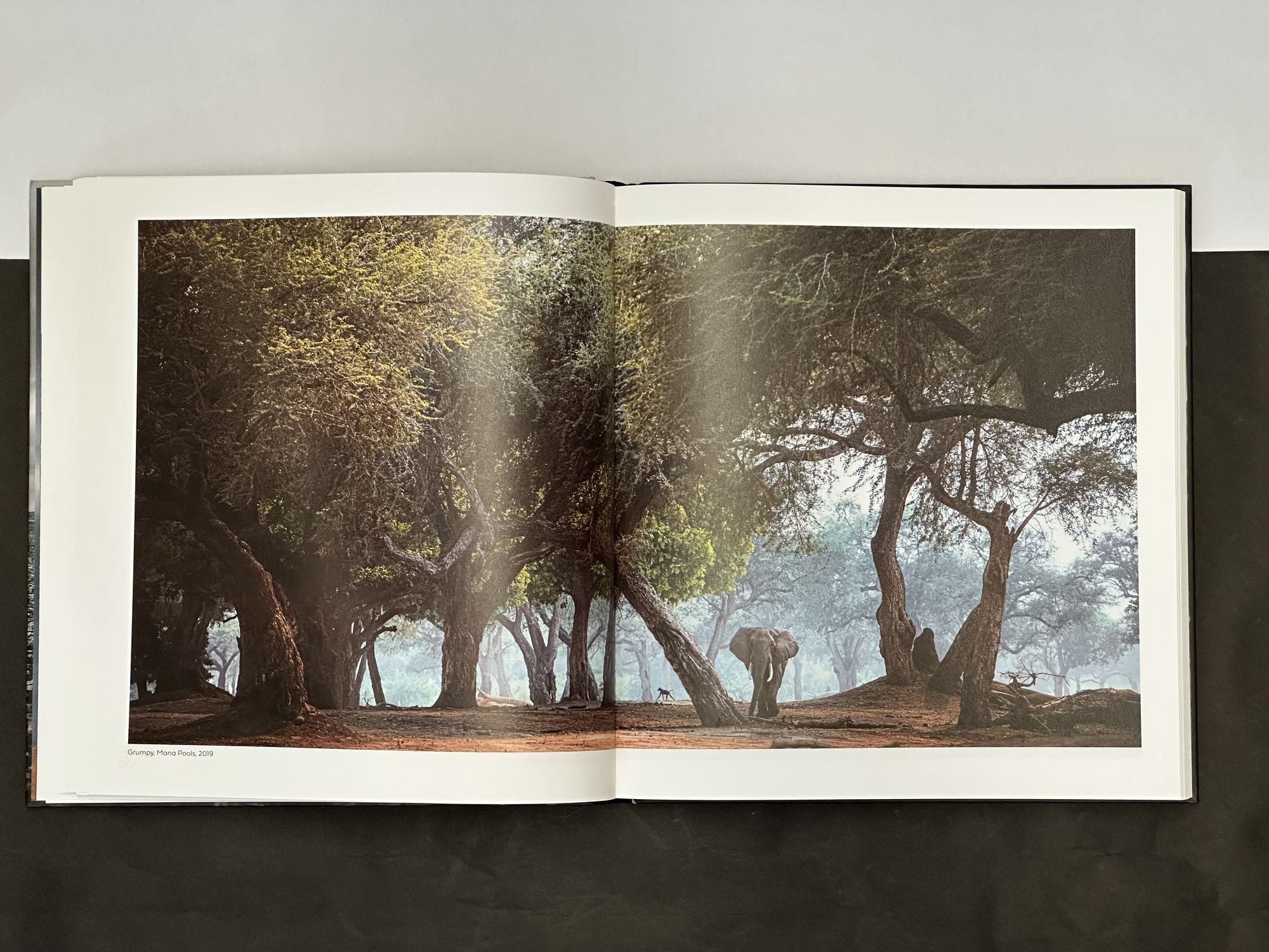 Walk the Earth: Photographs of Africa's Last Great Elephants