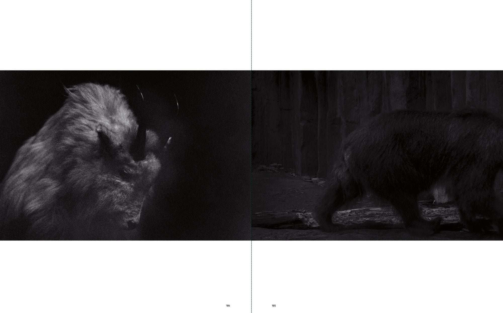 Sakiko Nomura: Tender Is the Night