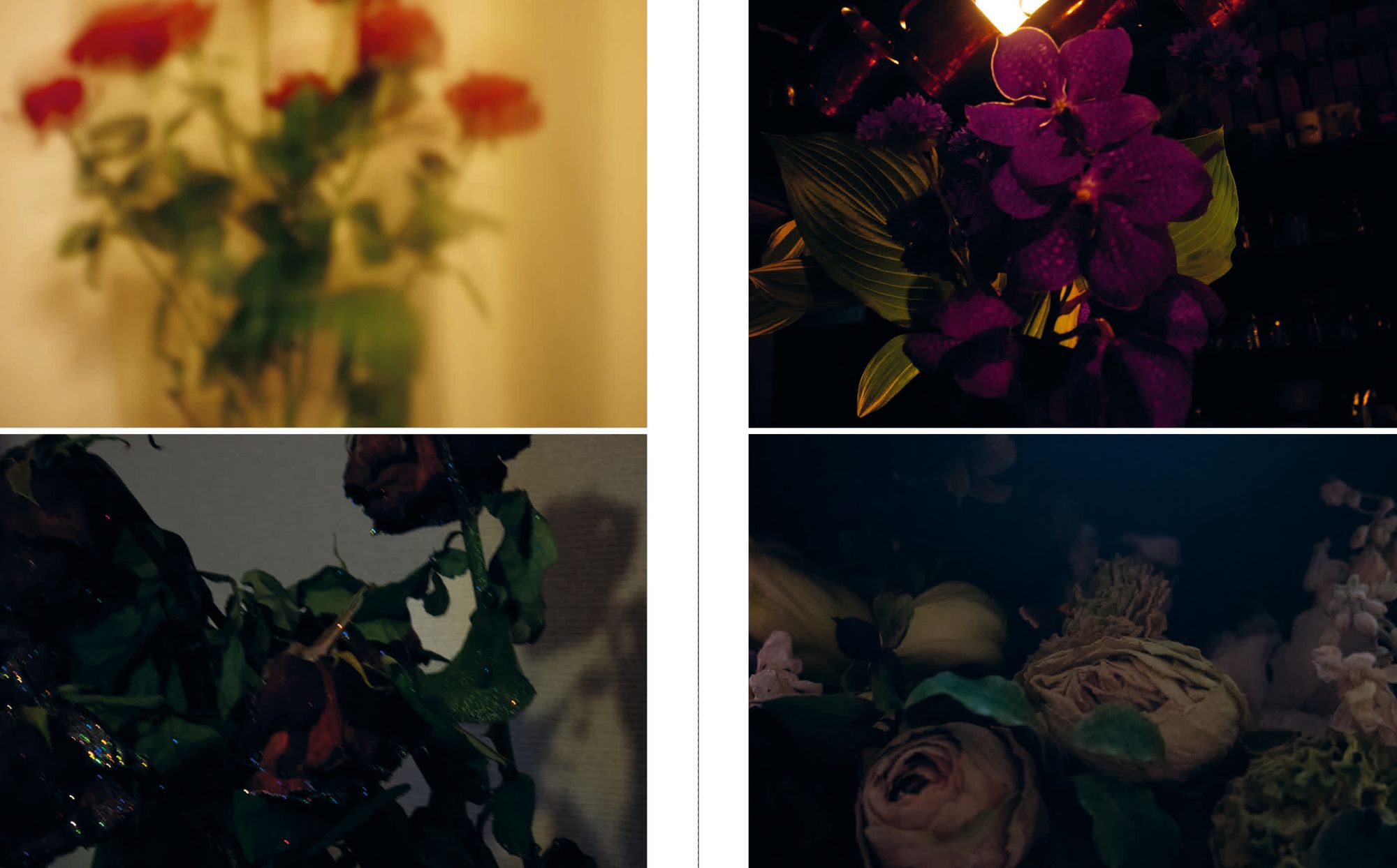 Sakiko Nomura: Tender Is the Night