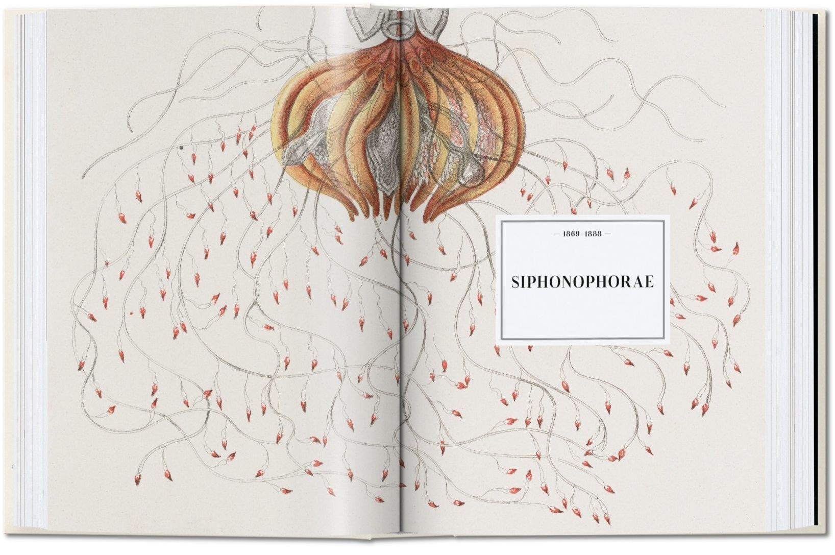 The Art and Science of Ernst Haeckel. 45th Ed.