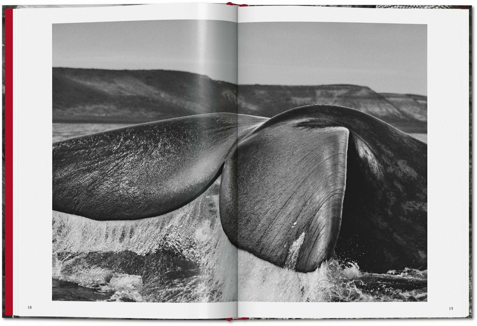 Sebastião Salgado. Genesis