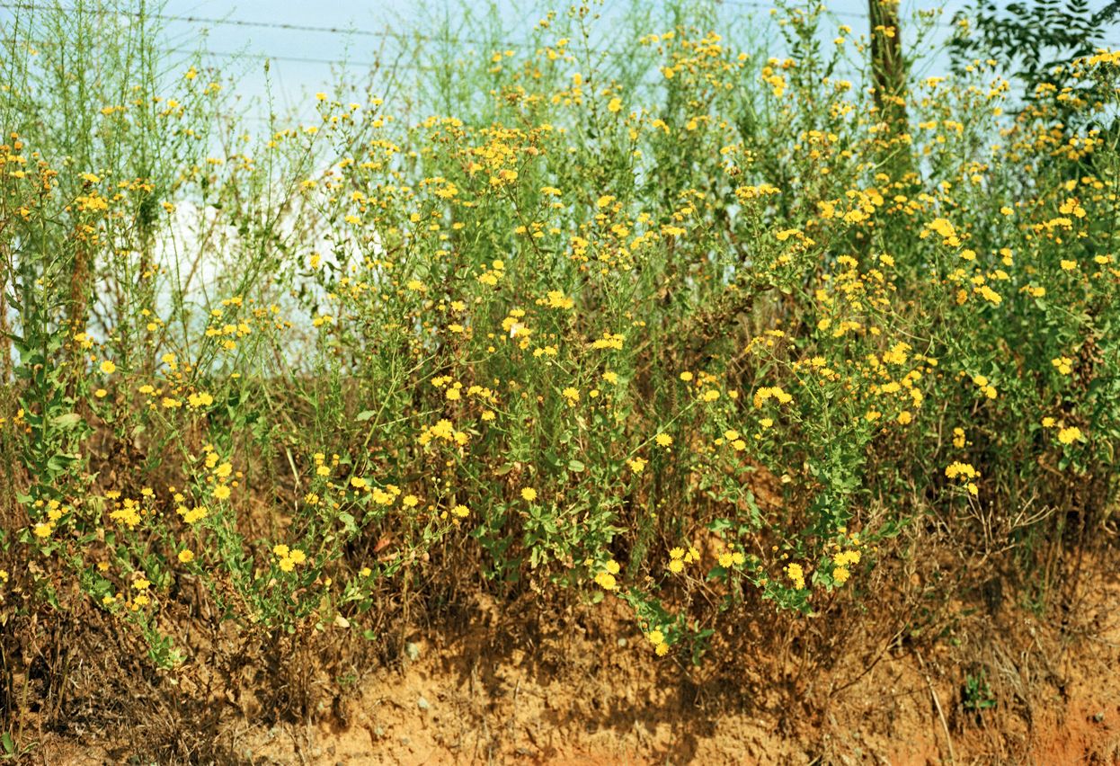 William Eggleston: Election Eve