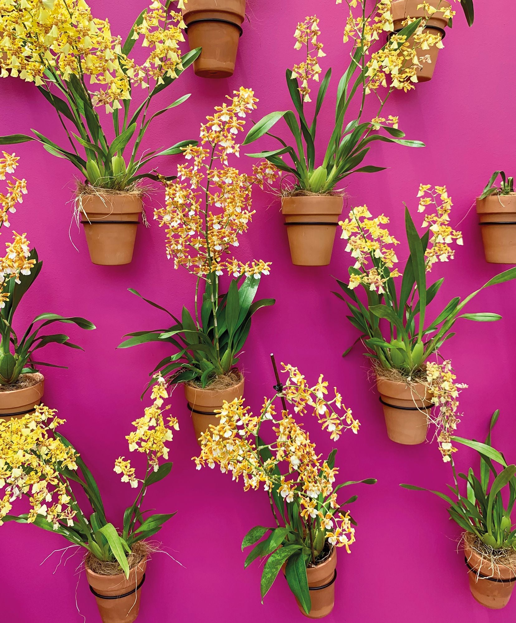 Orchids