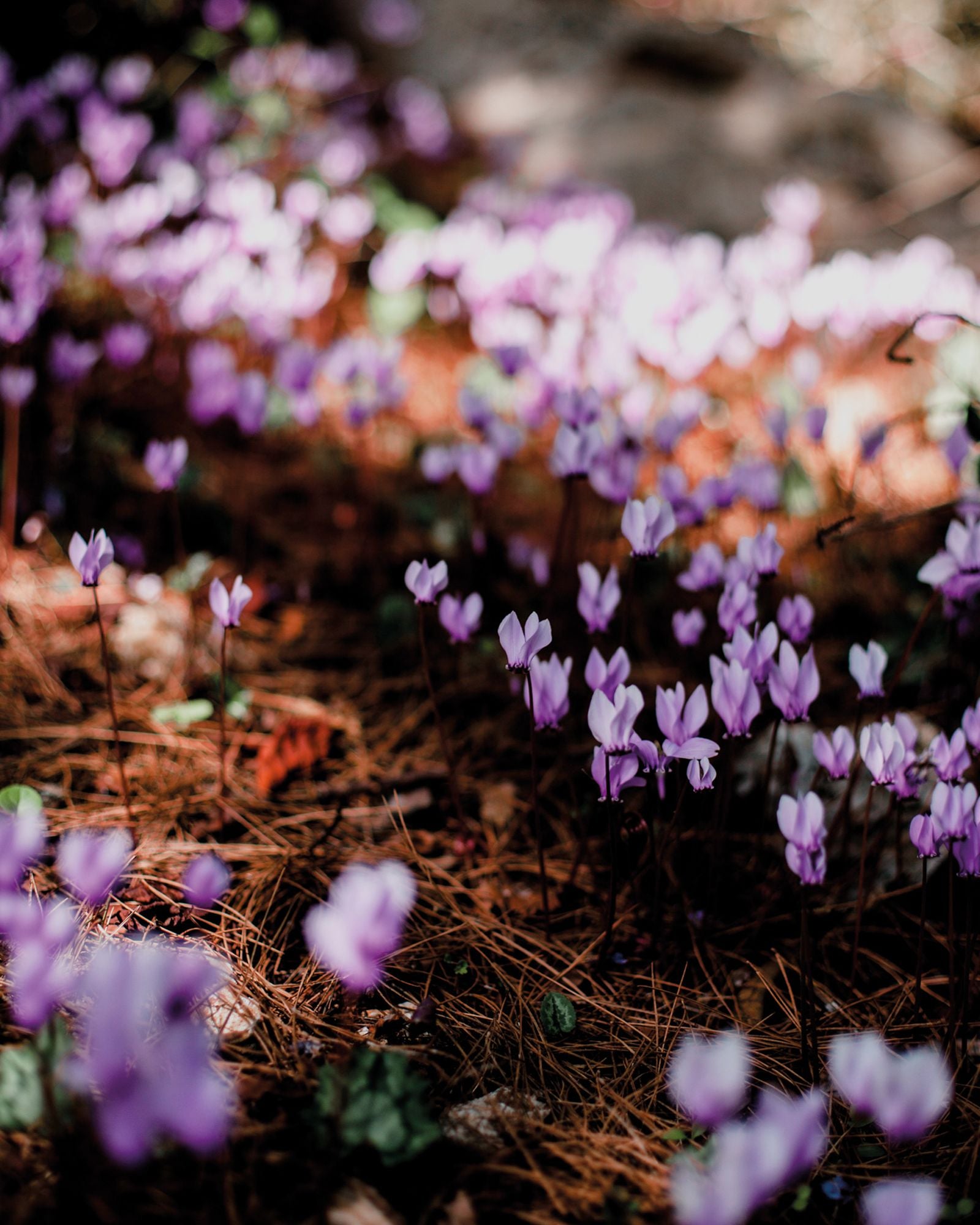 Wild Flowers