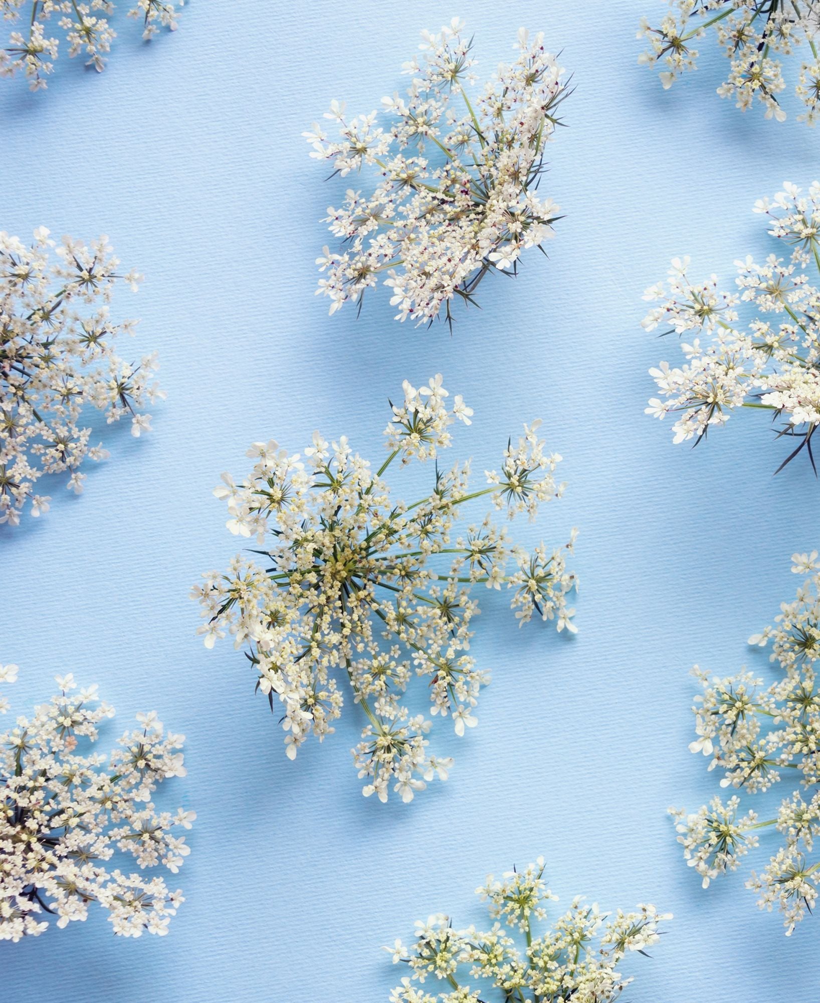 Wild Flowers