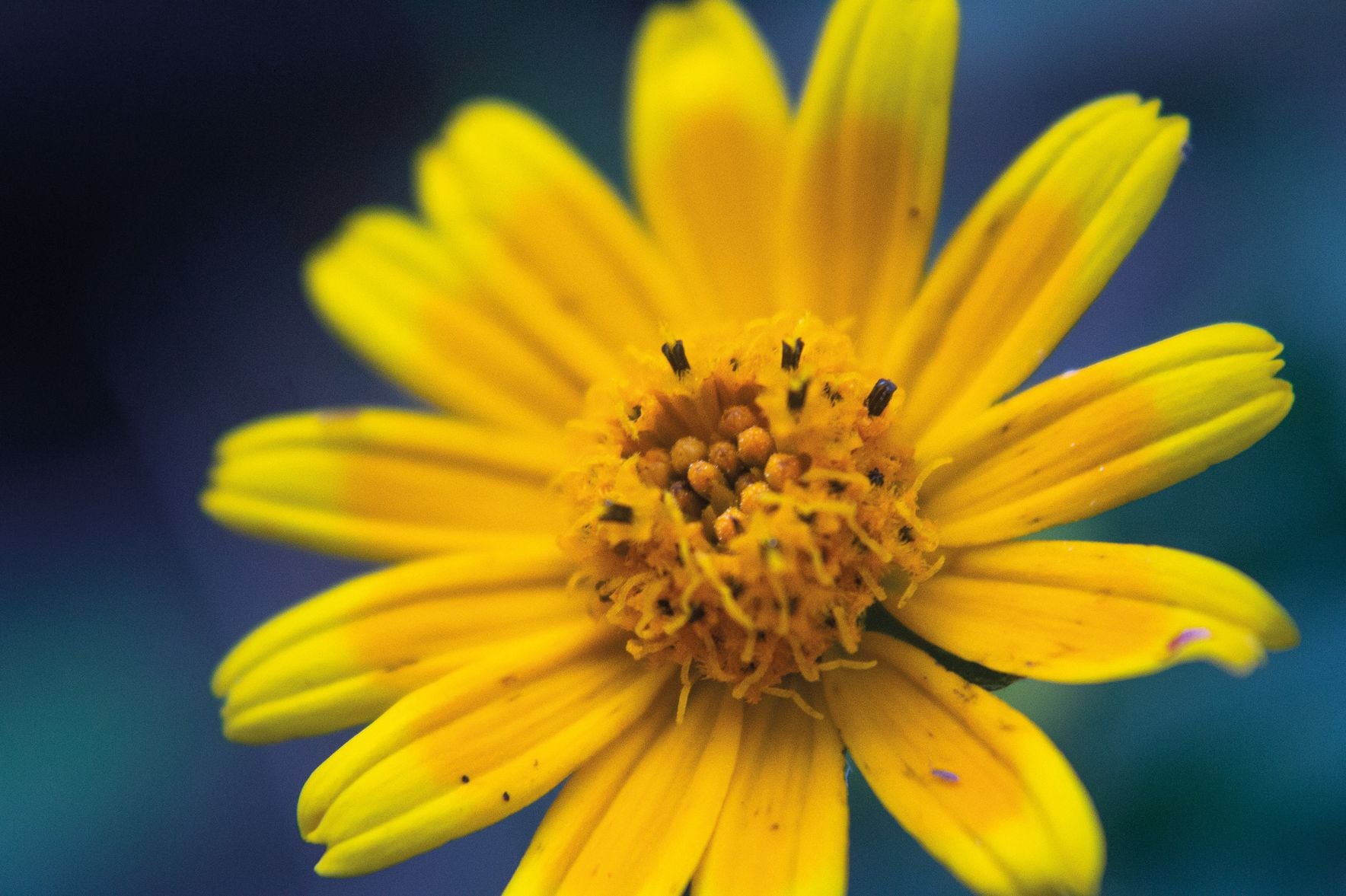 Wild Flowers