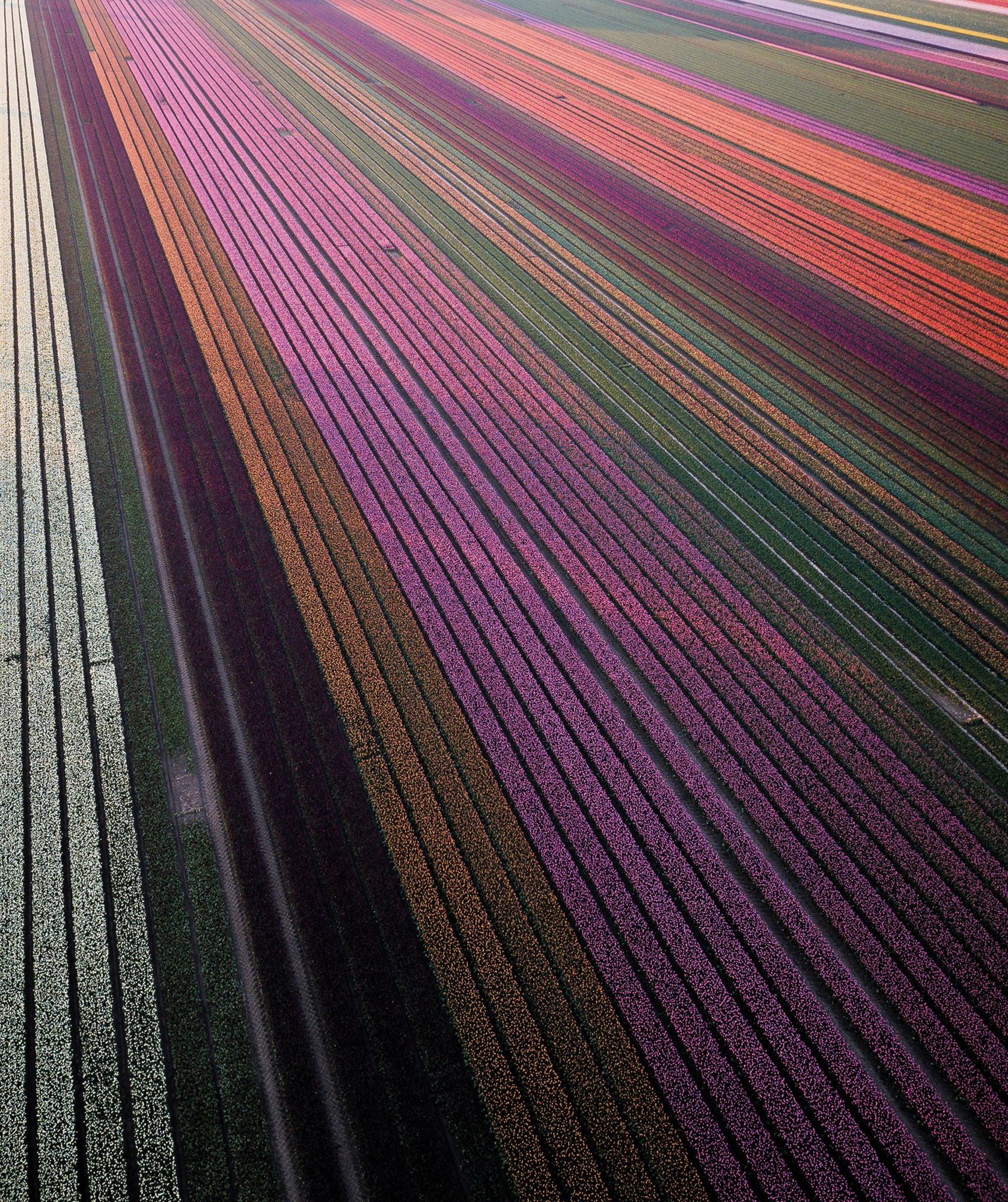 Tulips