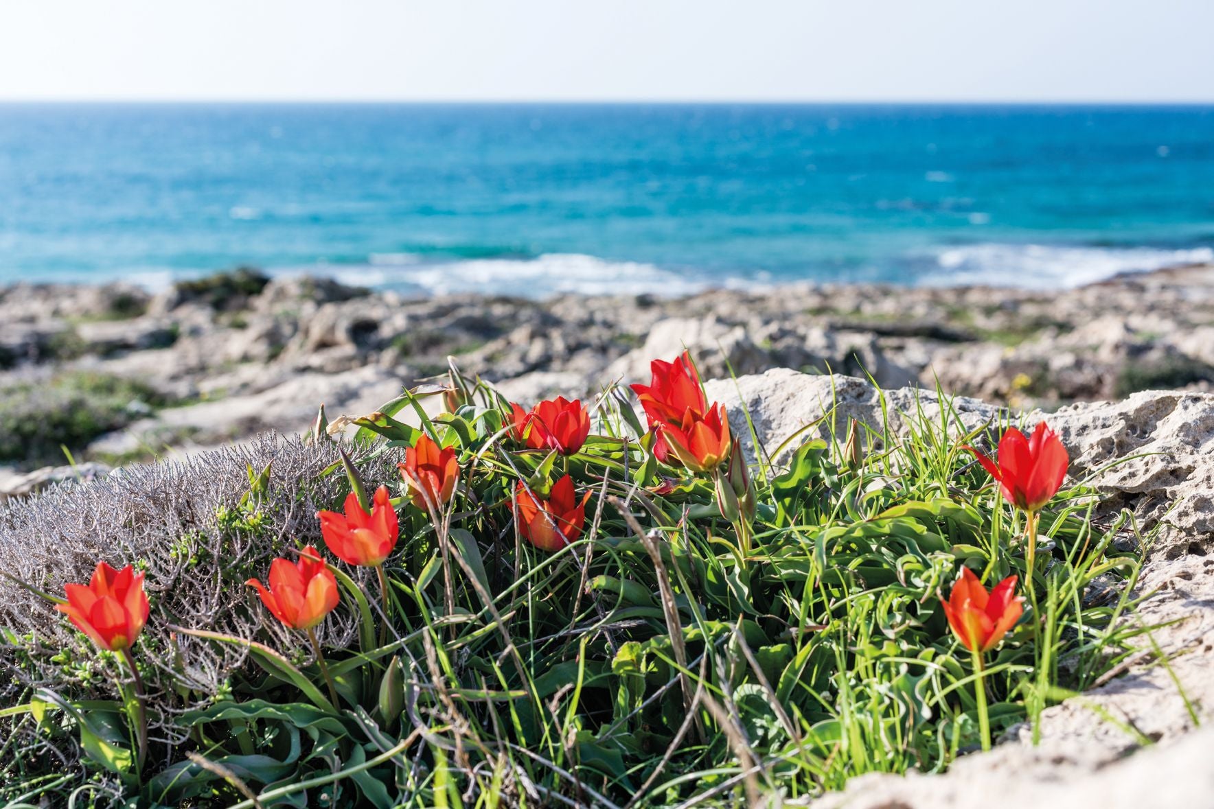 Tulips