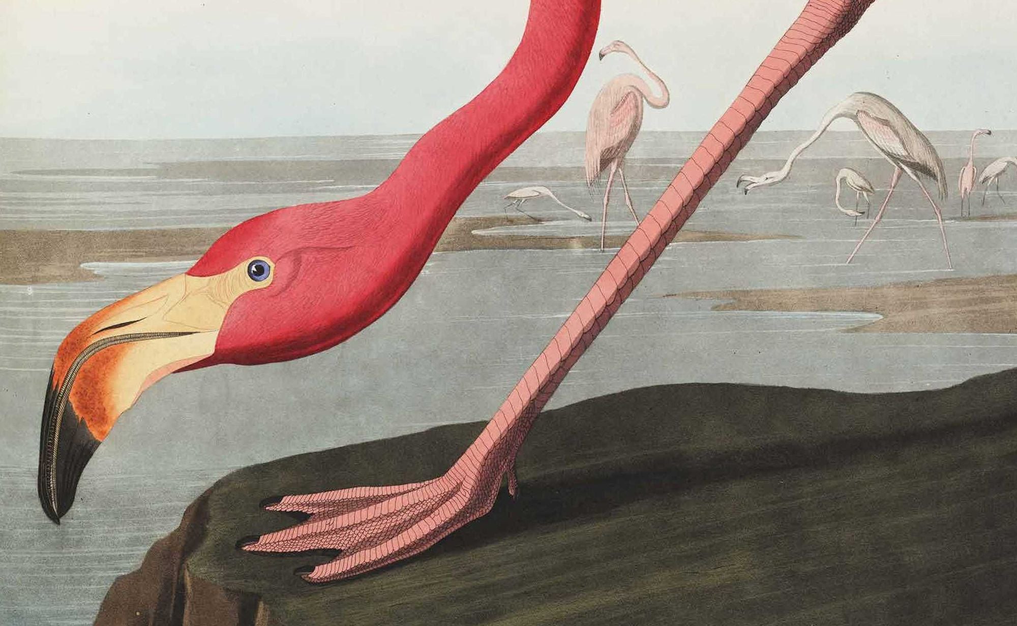 Birds: The Goldfinch, Birds, Art, and Us