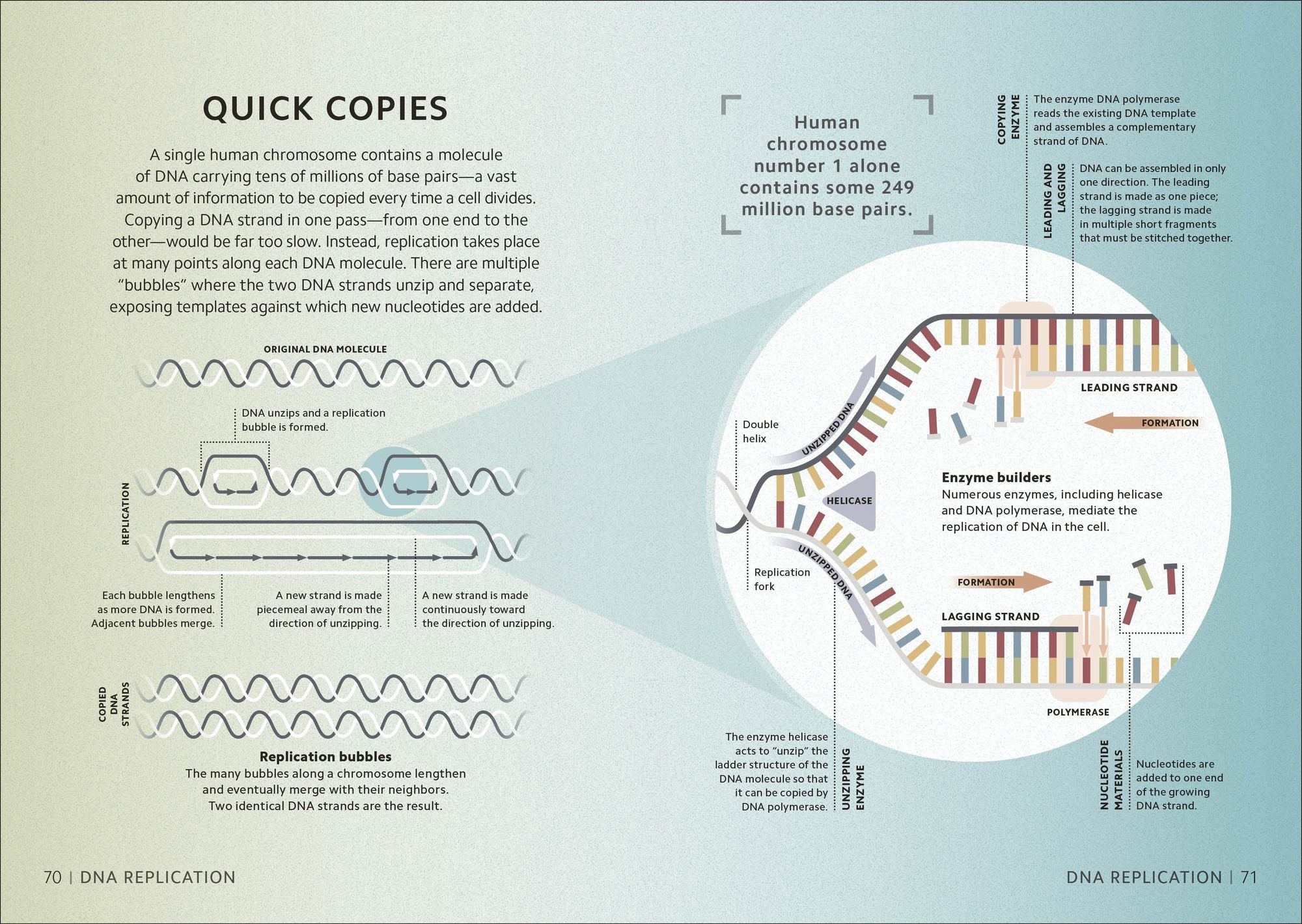 Simply Genetics: Facts Made Fast