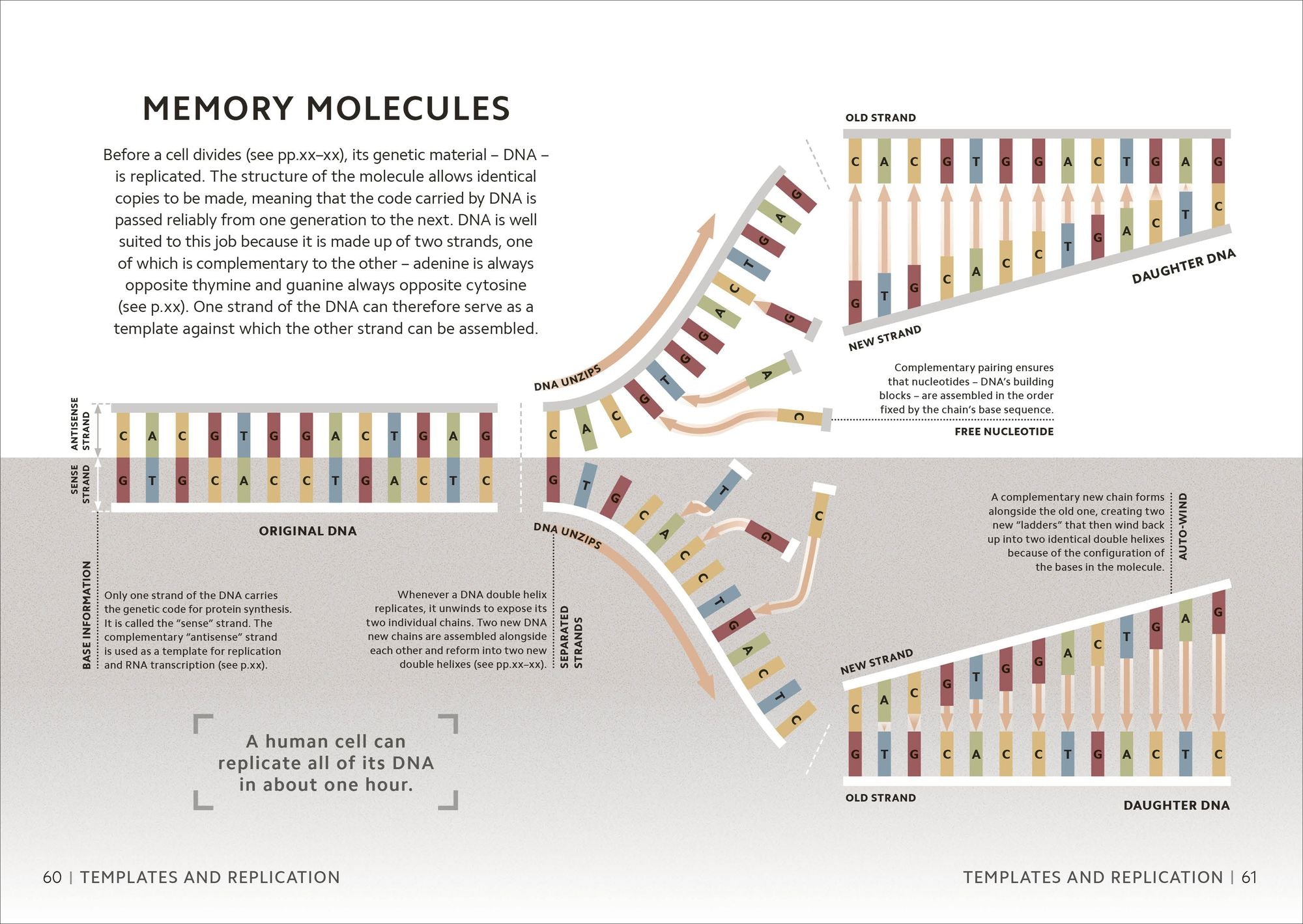 Simply Genetics: Facts Made Fast