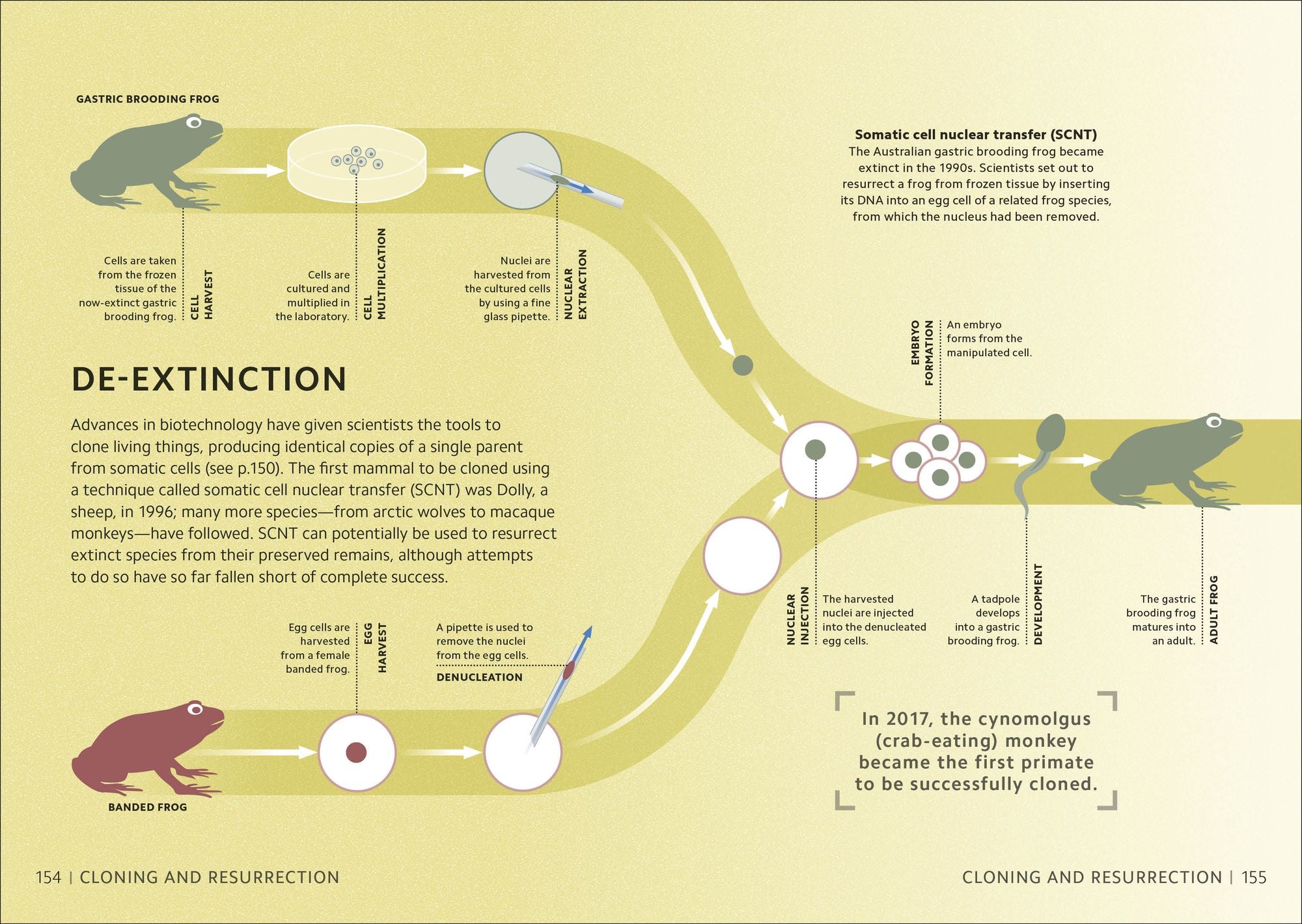 Simply Genetics: Facts Made Fast