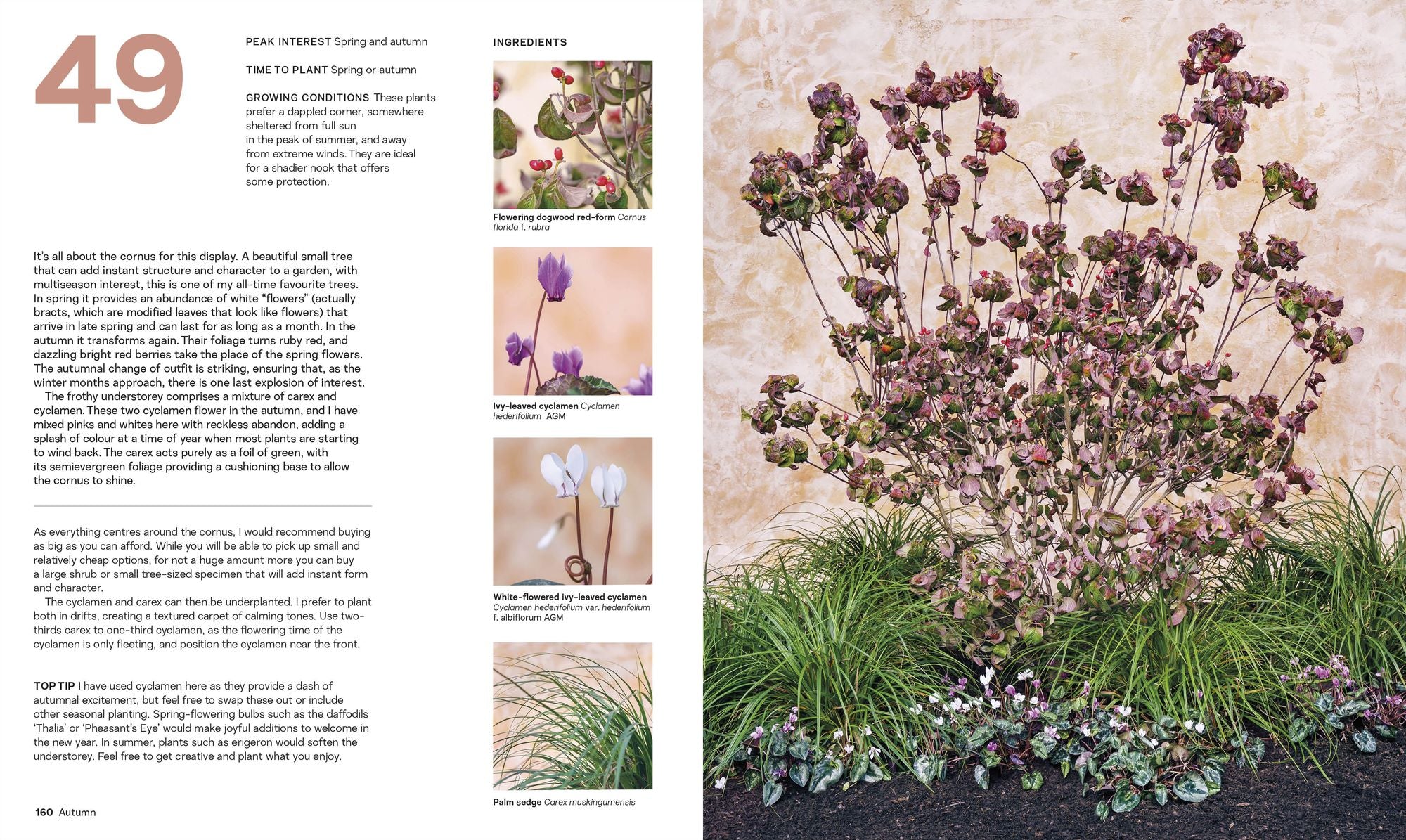 What Grows Together: Fail-Safe Plant Combinations for Every Garden