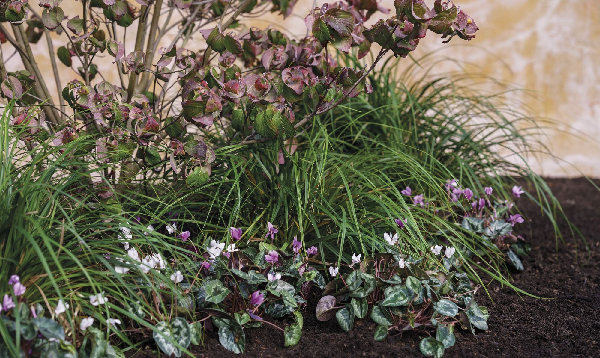 What Grows Together: Fail-Safe Plant Combinations for Every Garden