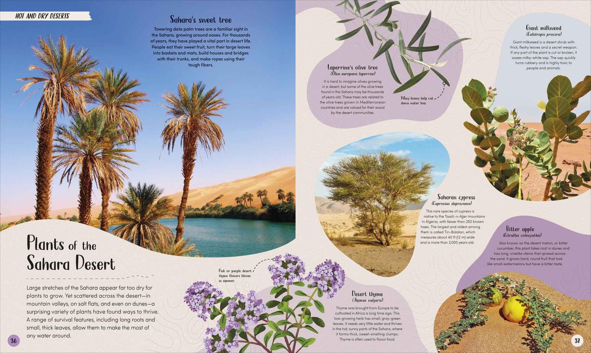 Desert: Journey Through the Hot Sands and Frosty Lands