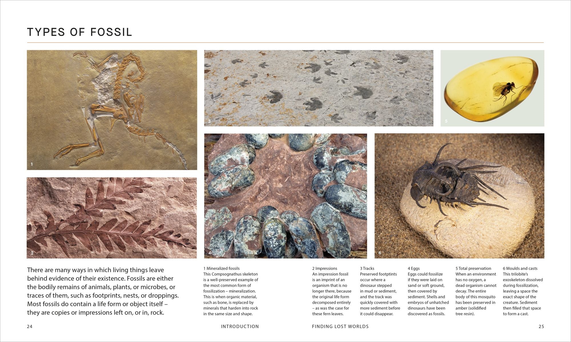 BBC Walking With Dinosaurs: Uncovering the Secret Stories of Prehistoric Life