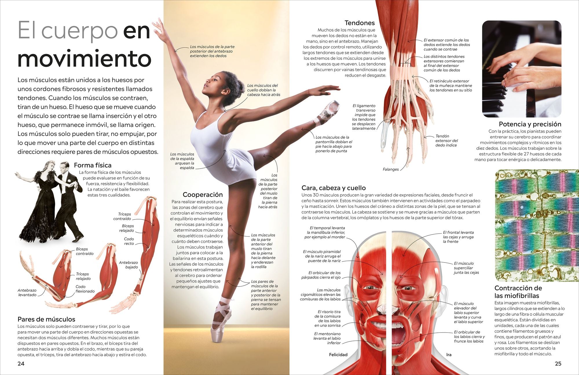 Eyewitness: Cuerpo humano (Human Body)