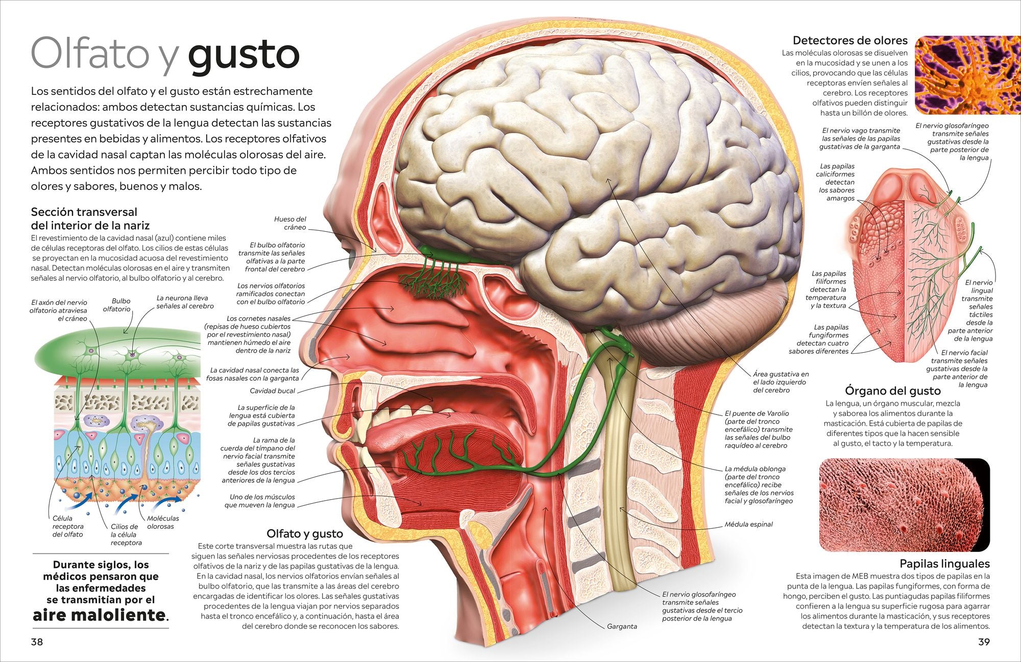 Eyewitness: Cuerpo humano (Human Body)