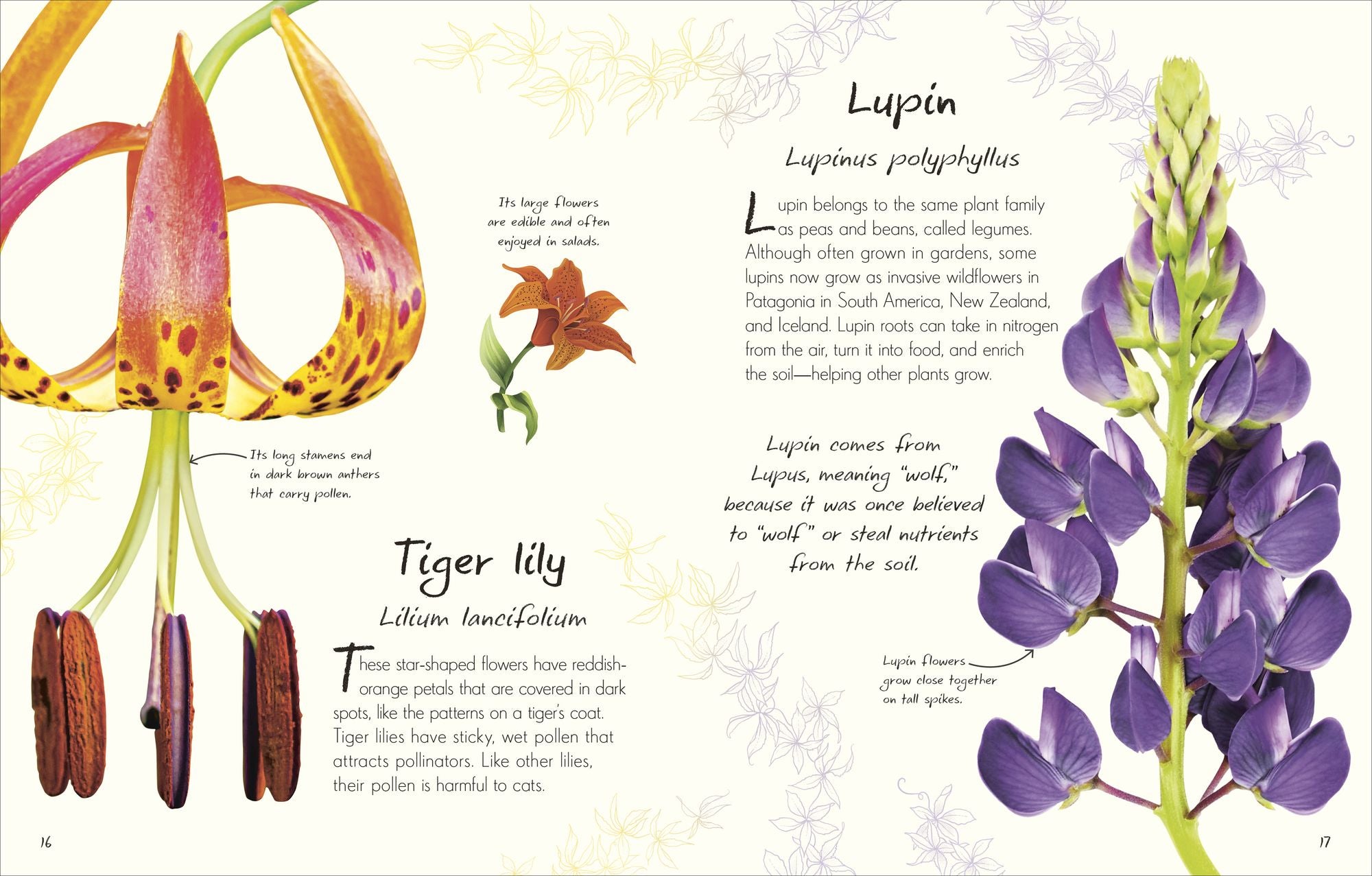 An Anthology of Flowers: A Collection of Flowers from Gardens, Mountains and More, with Fascinating Secrets