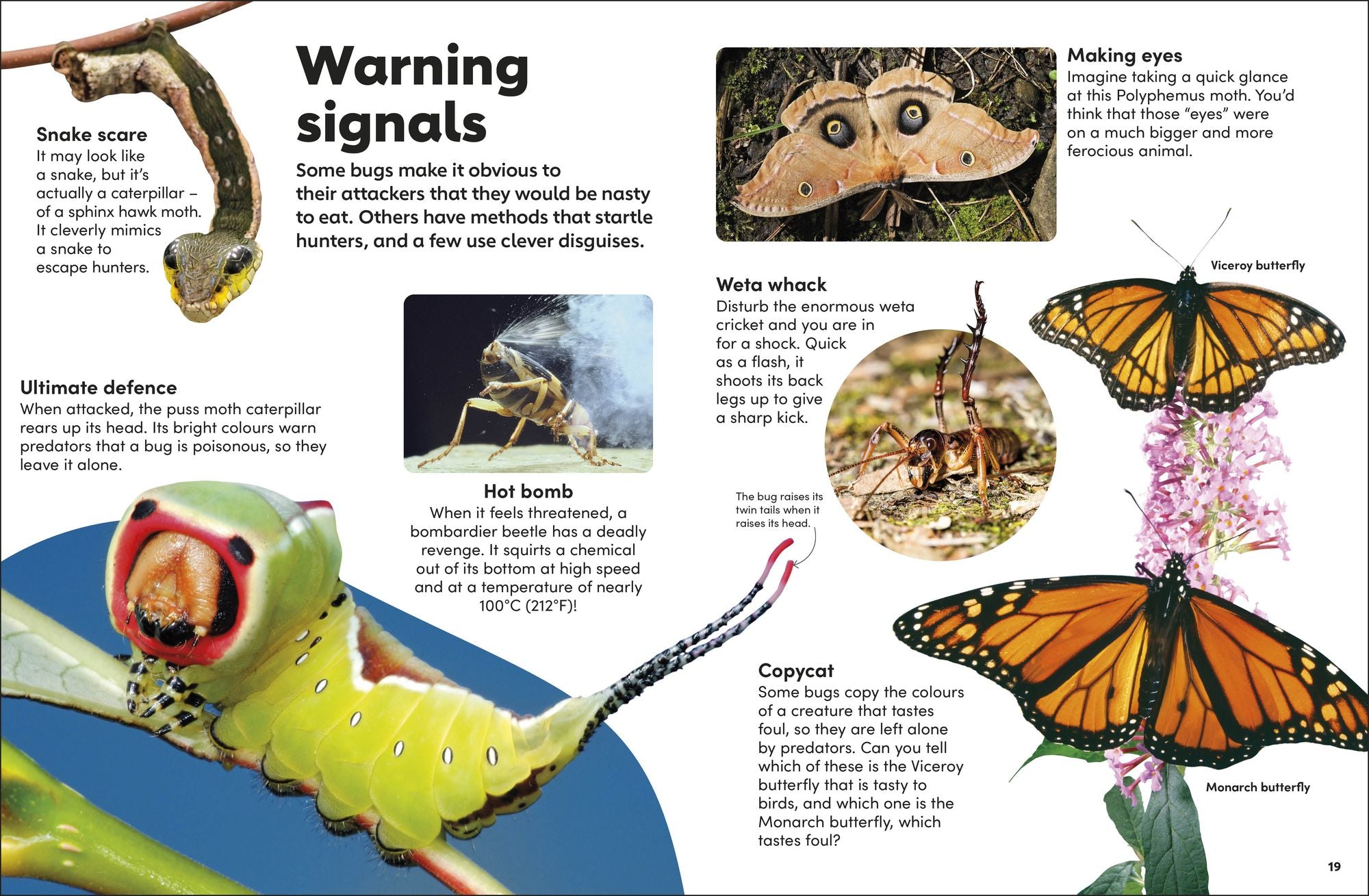 Eyewonder Bugs: Open Your Eyes to a World of Discovery