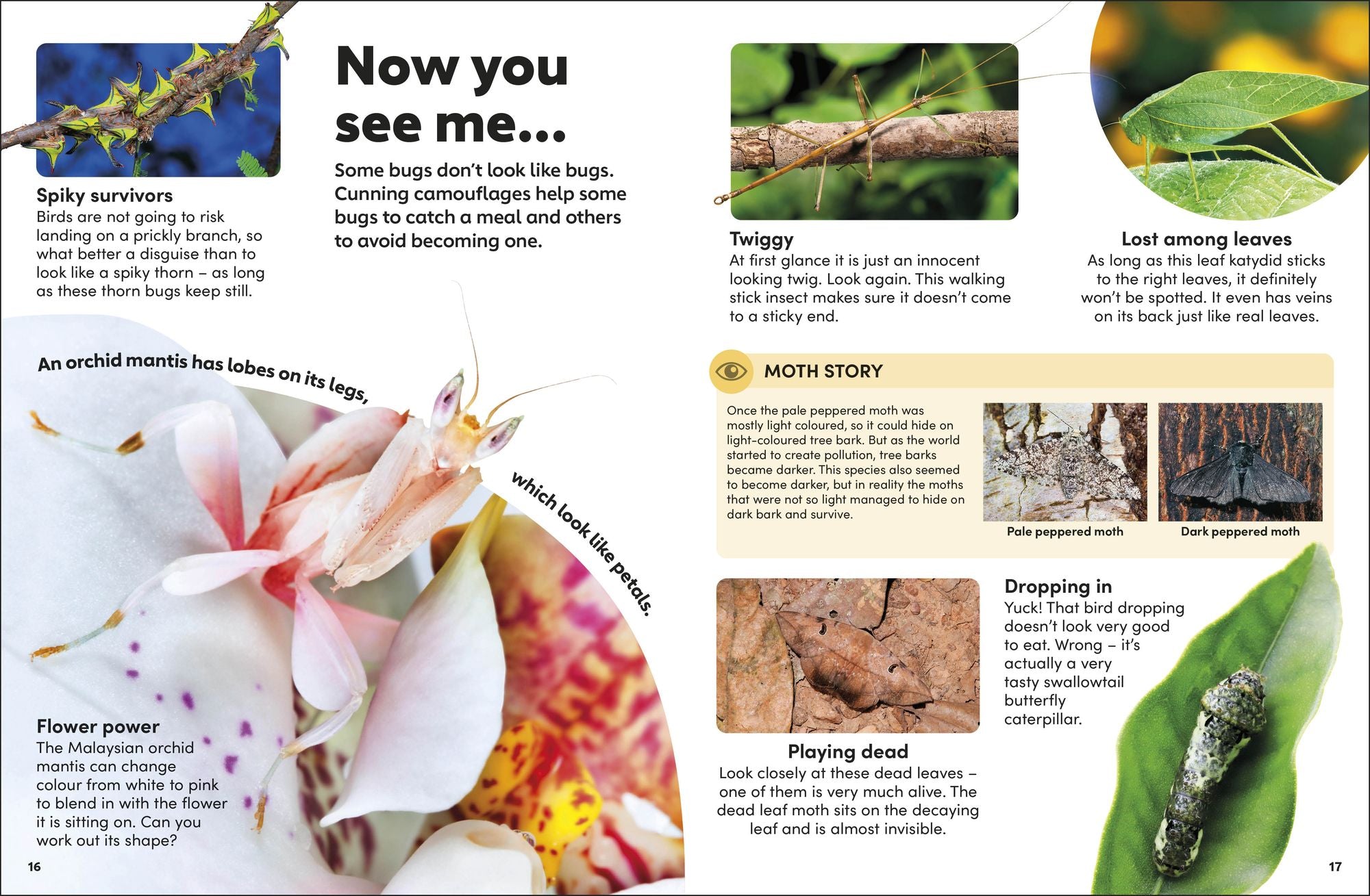 Eyewonder Bugs: Open Your Eyes to a World of Discovery