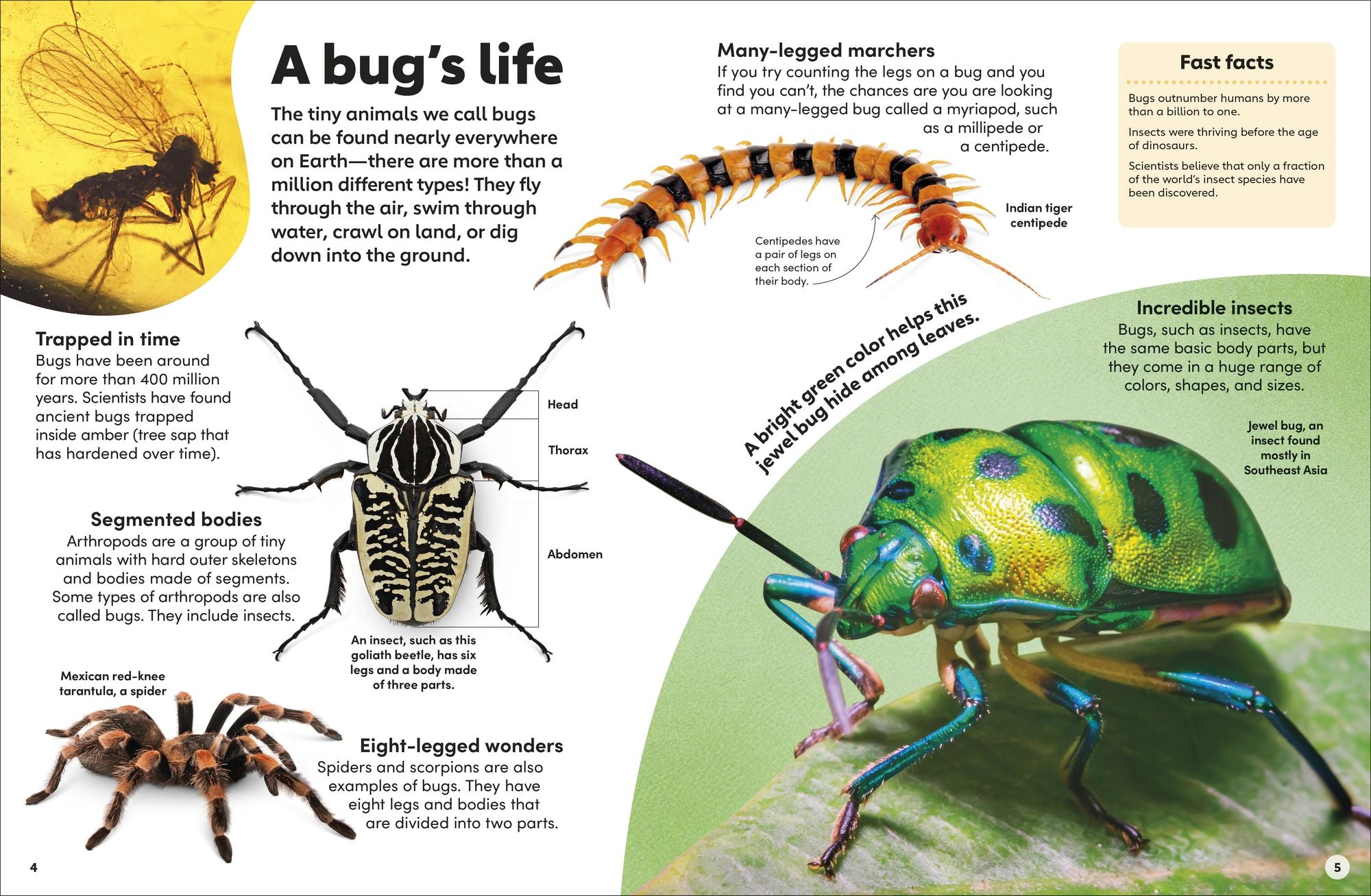 Eyewonder Bugs: Open Your Eyes to a World of Discovery