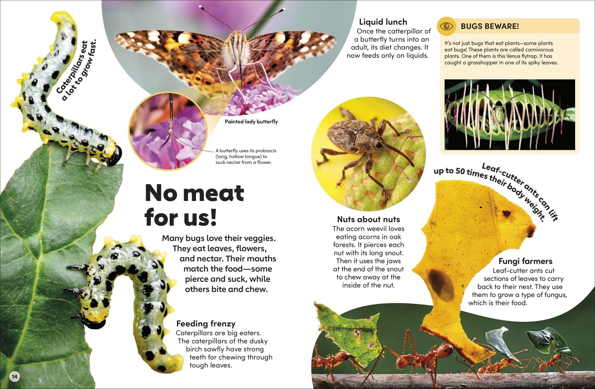 Eyewonder Bugs: Open Your Eyes to a World of Discovery
