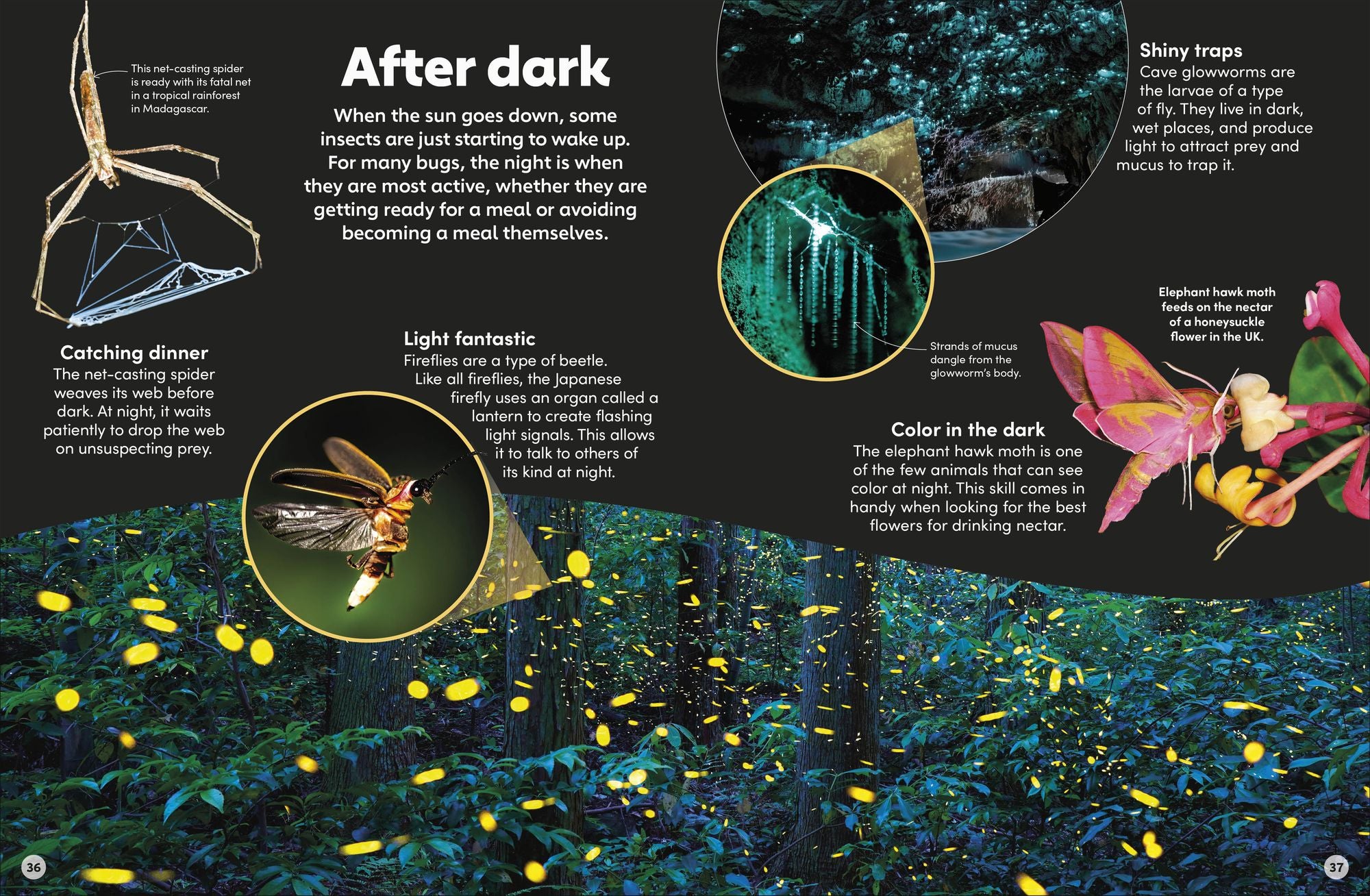 Eyewonder Bugs: Open Your Eyes to a World of Discovery