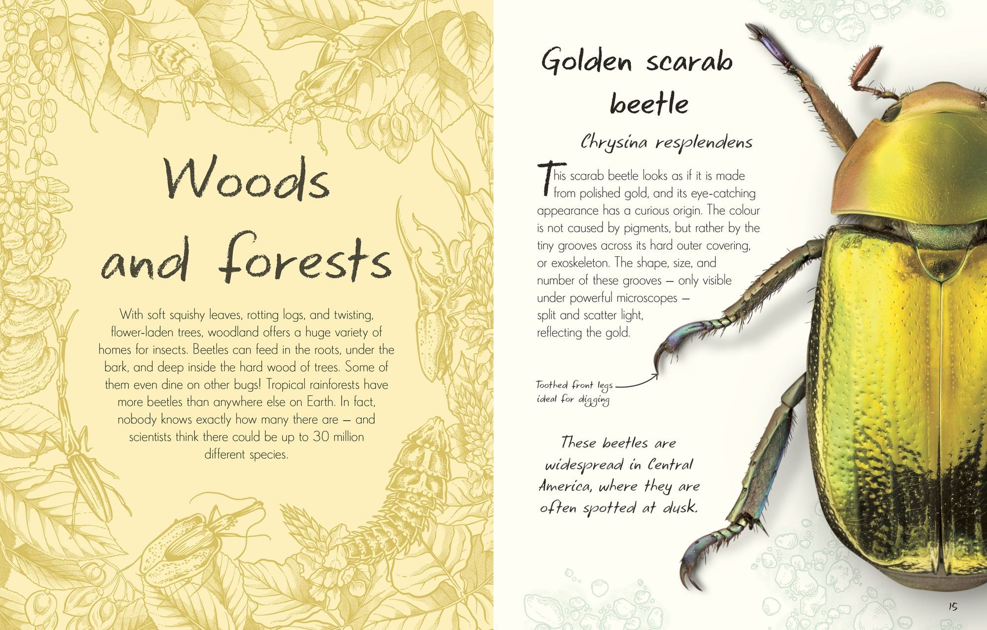 An Anthology of Beetles: A Collection of Brilliant Beetles from Around the World