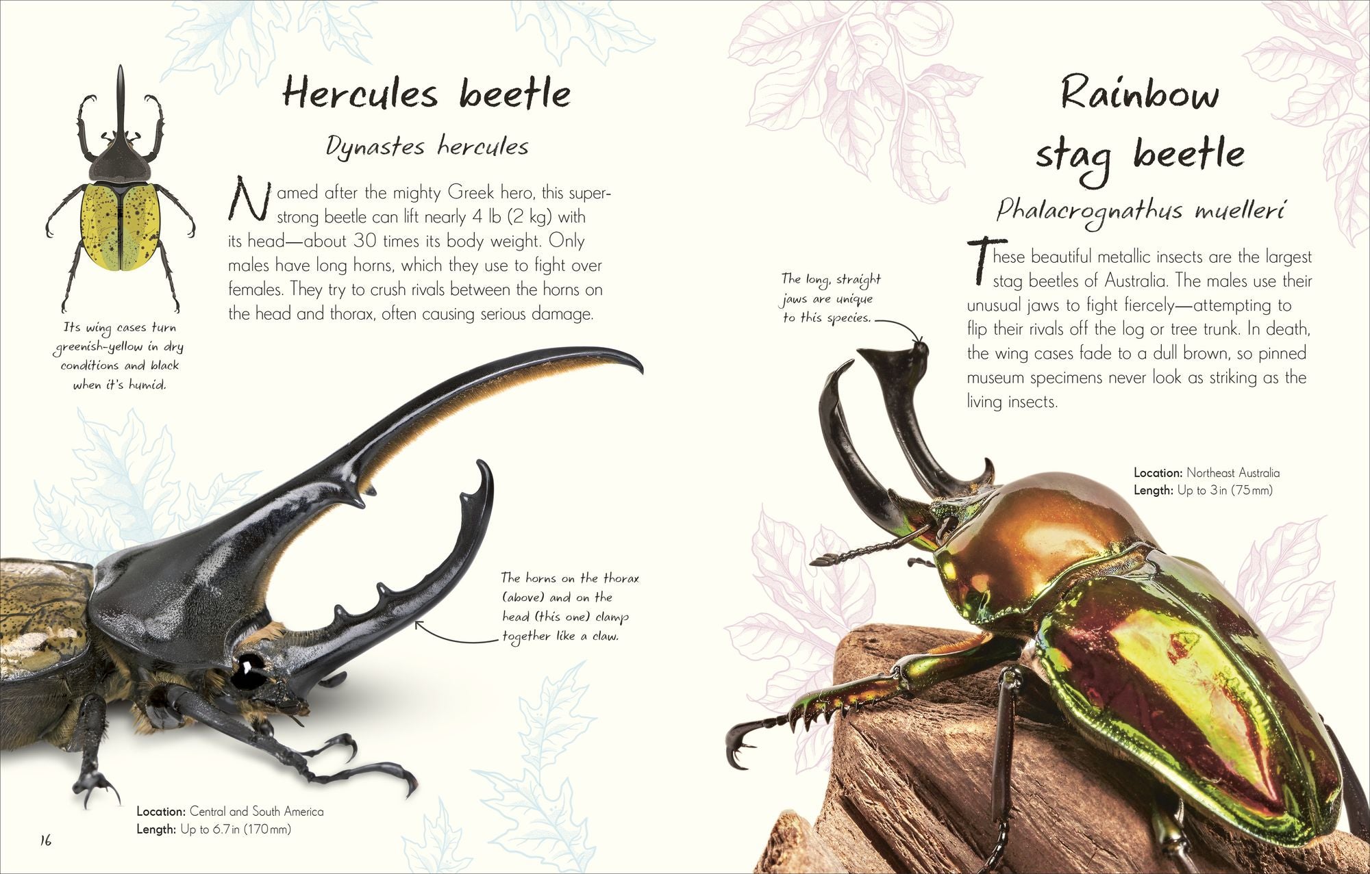 An Anthology of Beetles: A Collection of Brilliant Beetles from Around the World