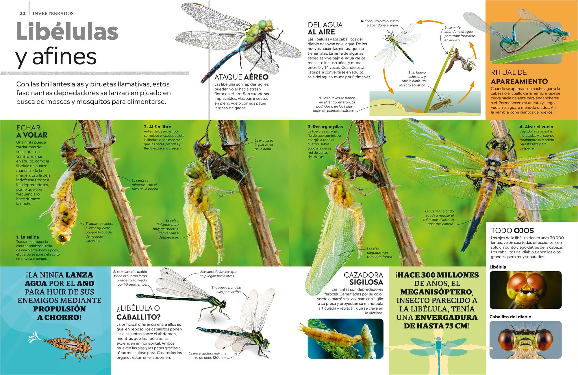 Eyewitness La enciclopedia de animales (en español)