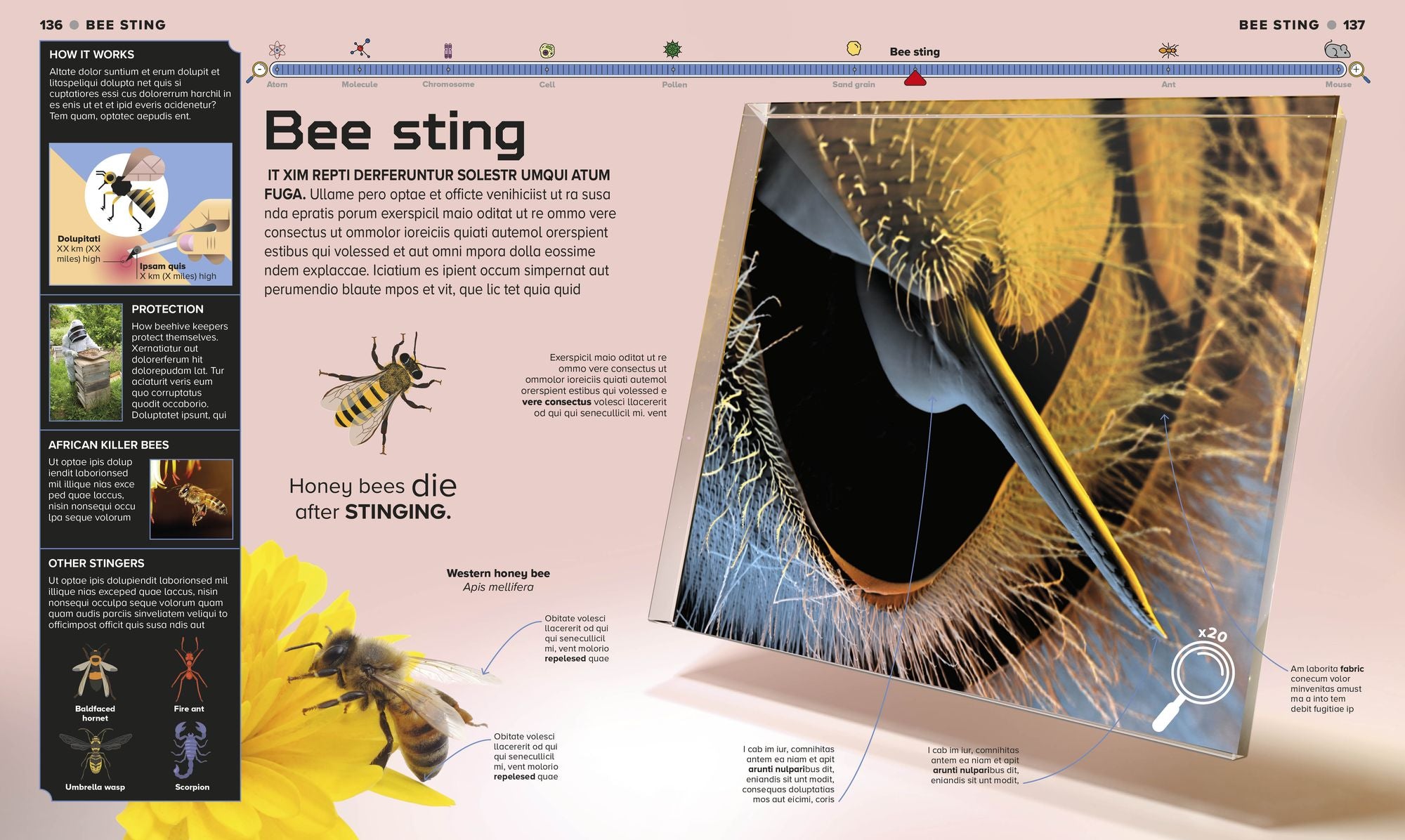 The Miniverse: Discover an Astonishing World Under the Microscope