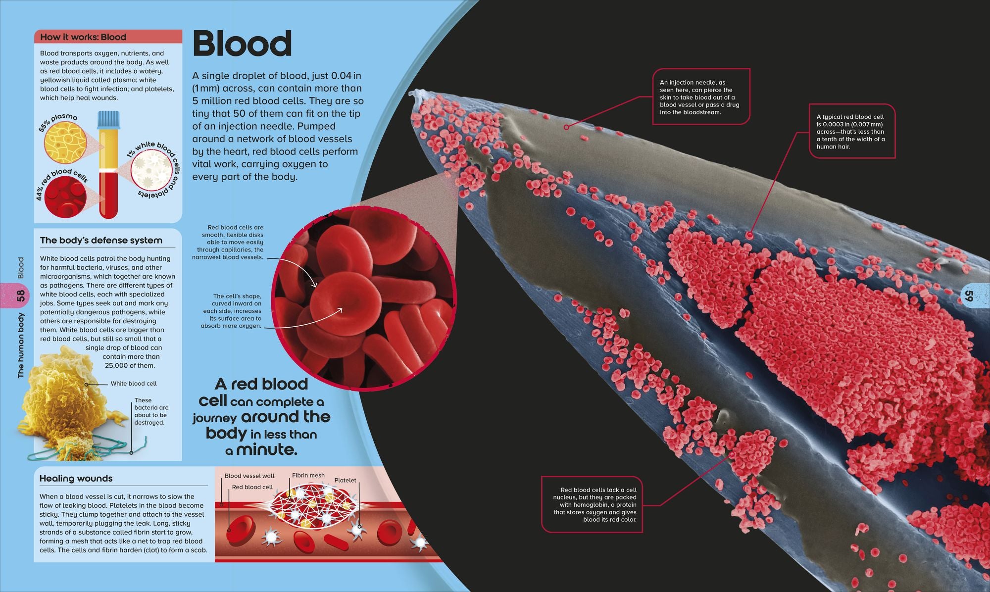 The Miniverse: Discover an Astonishing World Under the Microscope