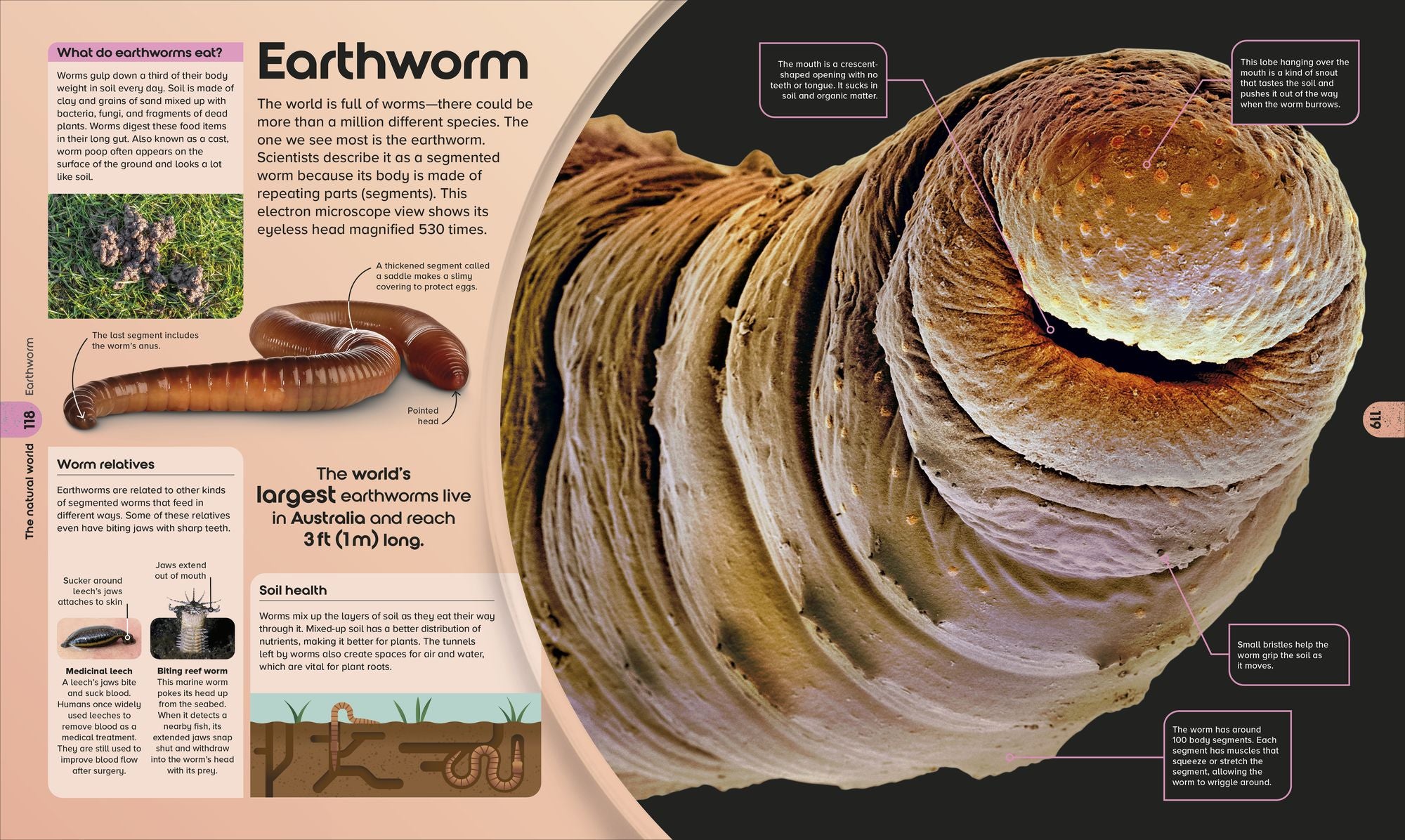 The Miniverse: Discover an Astonishing World Under the Microscope