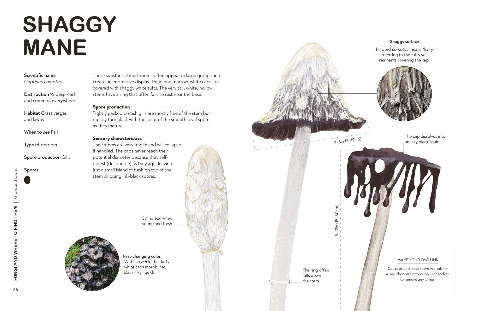Fungi for Gardeners: Know Your Garden Fungi and How to Grow Them