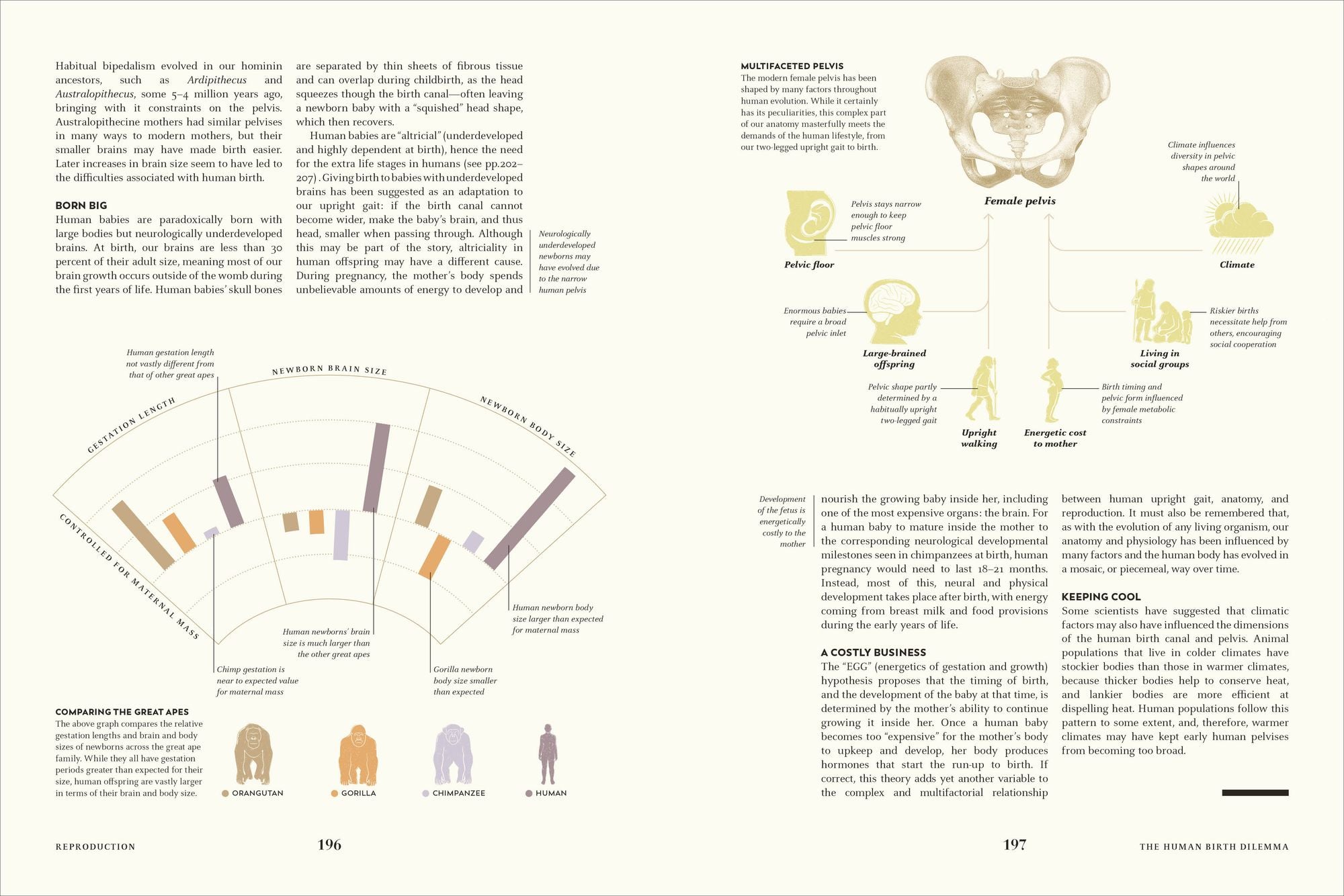Humans: The Evolution of a Species