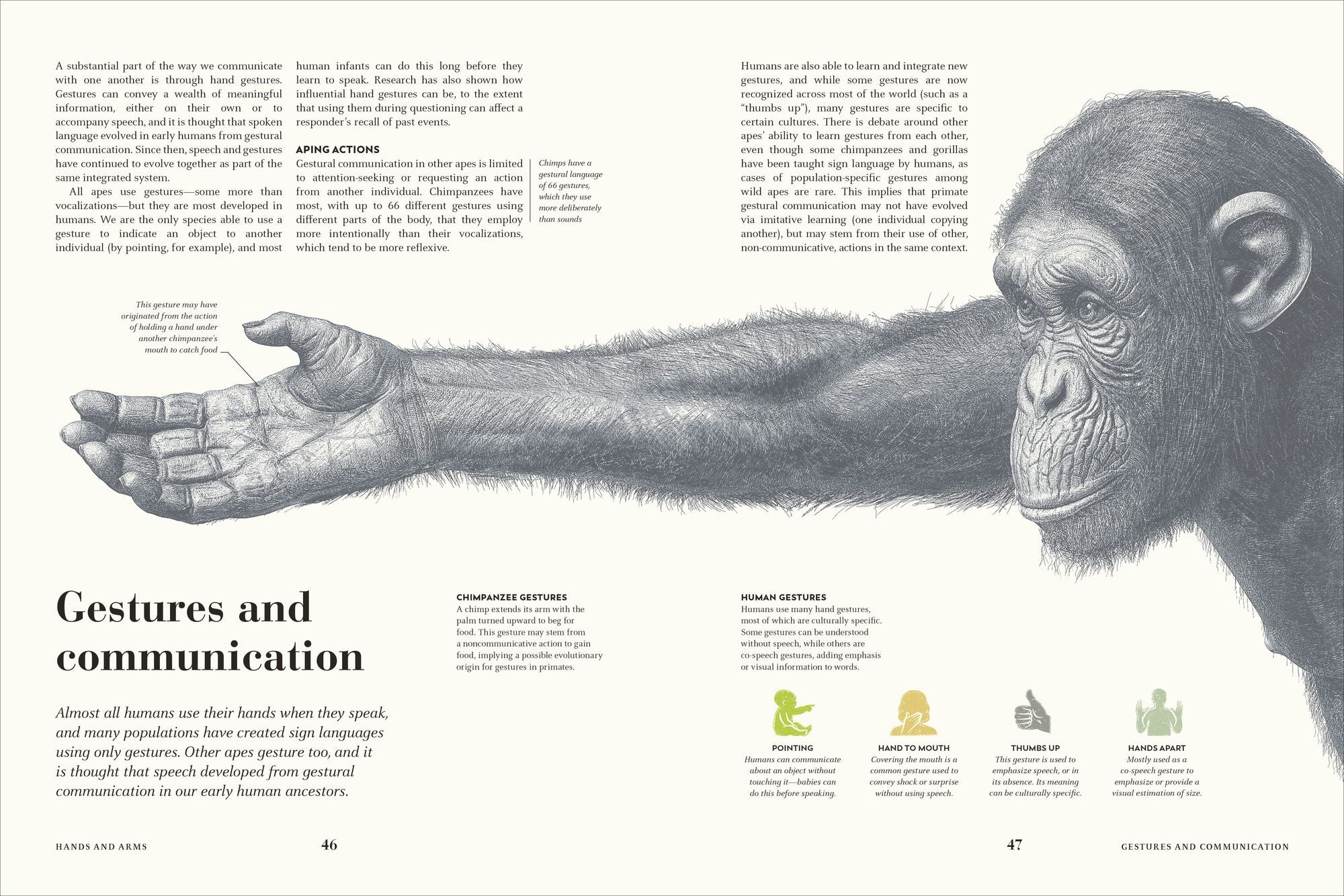 Humans: The Evolution of a Species
