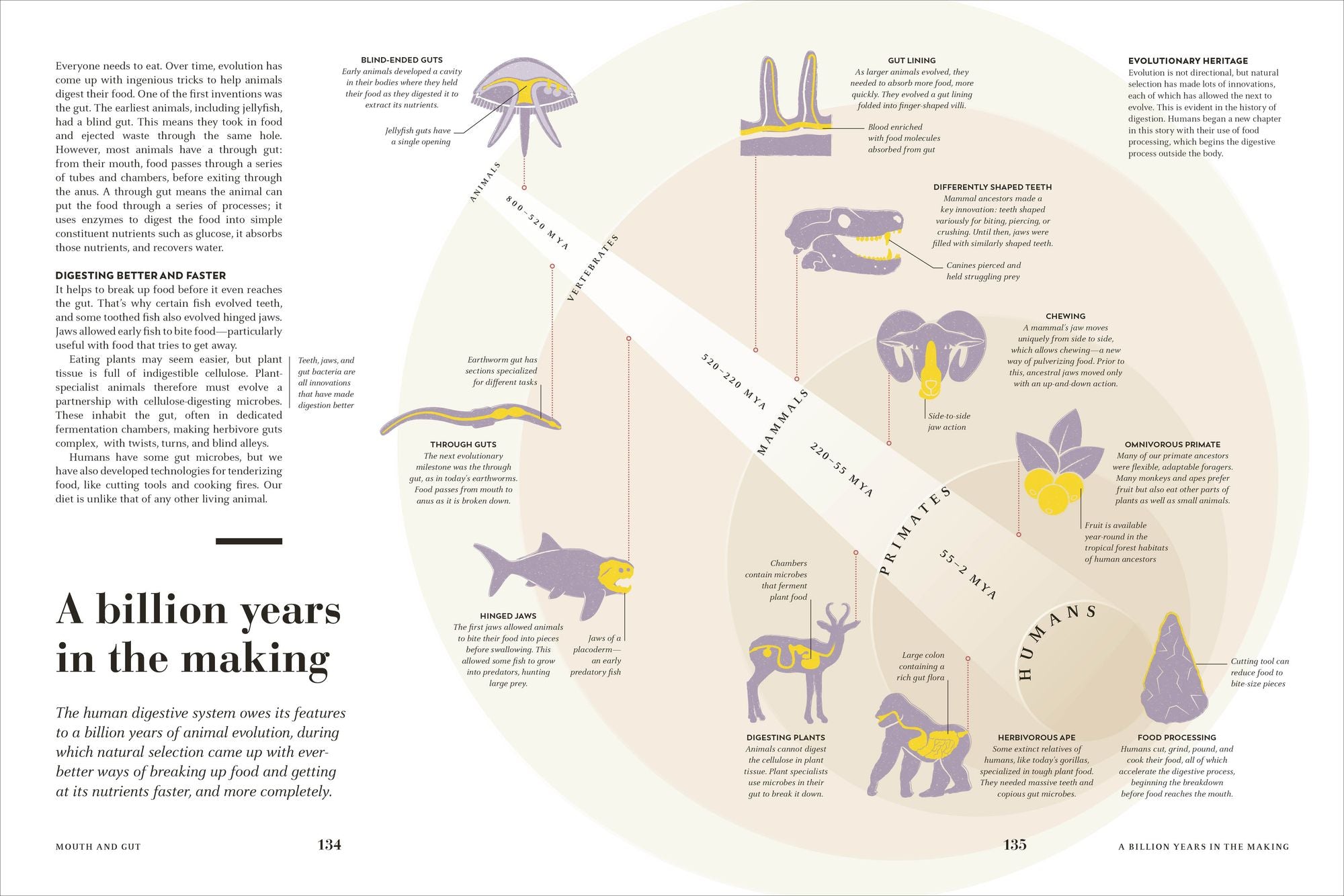 Humans: The Evolution of a Species