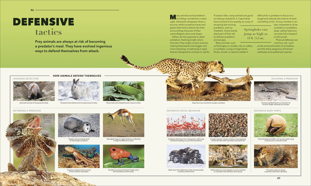 Animals A Visual Compendium: An Incredible Guide to the Animal Kingdom