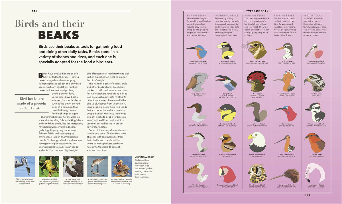 Animals A Visual Compendium: An Incredible Guide to the Animal Kingdom