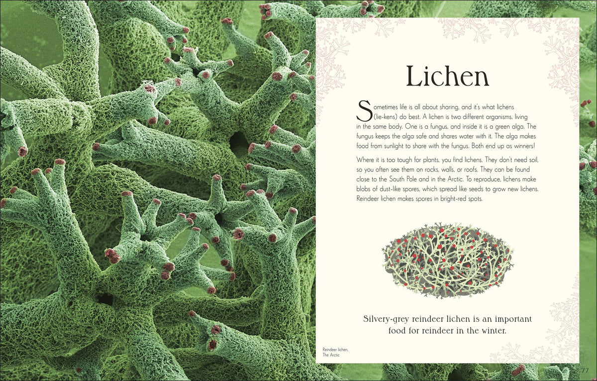 An Anthology of Micro Life: Discover the Stories of the Miniature World