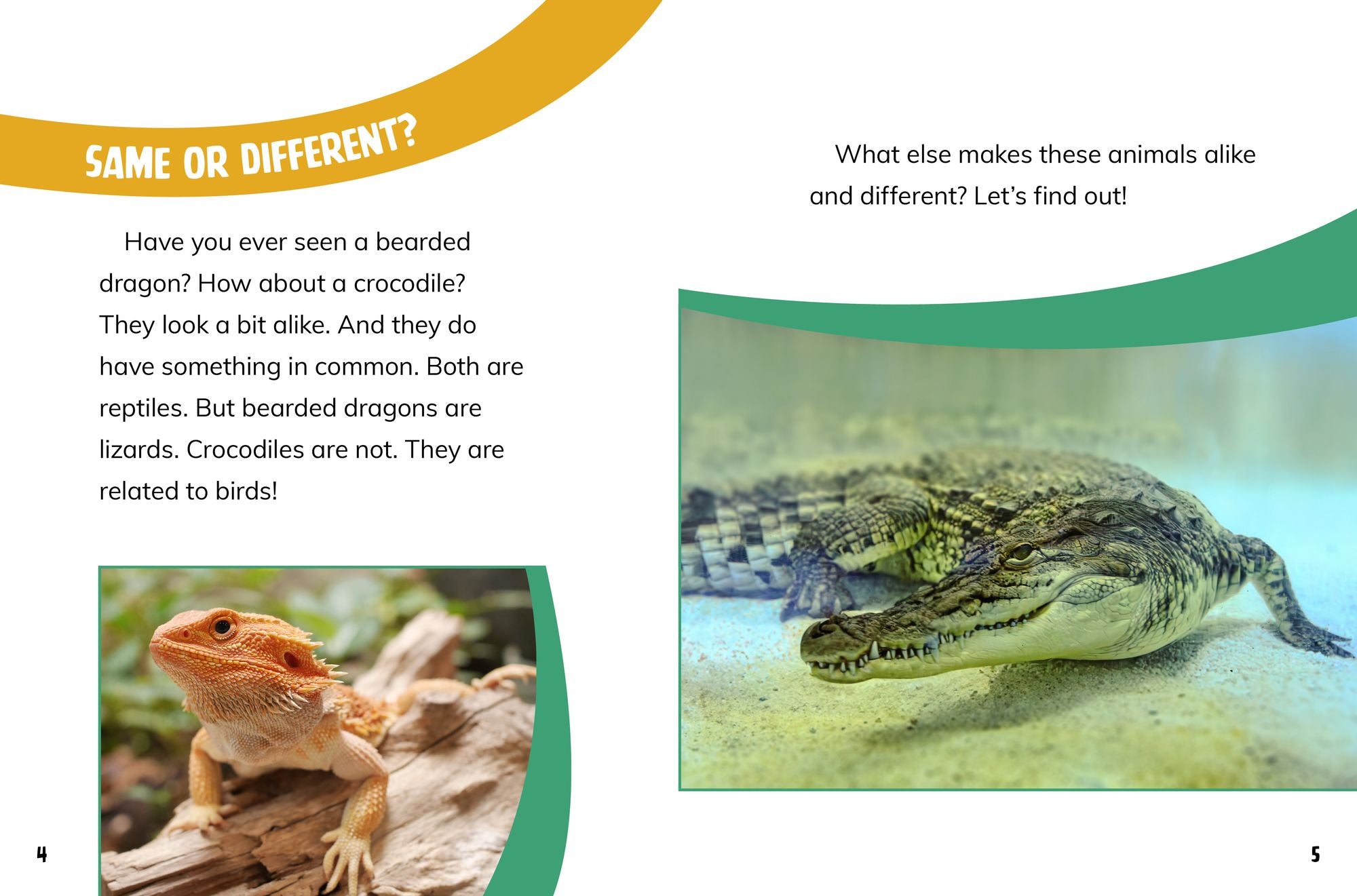 Bearded Dragons and Crocodiles: Reptile Relatives