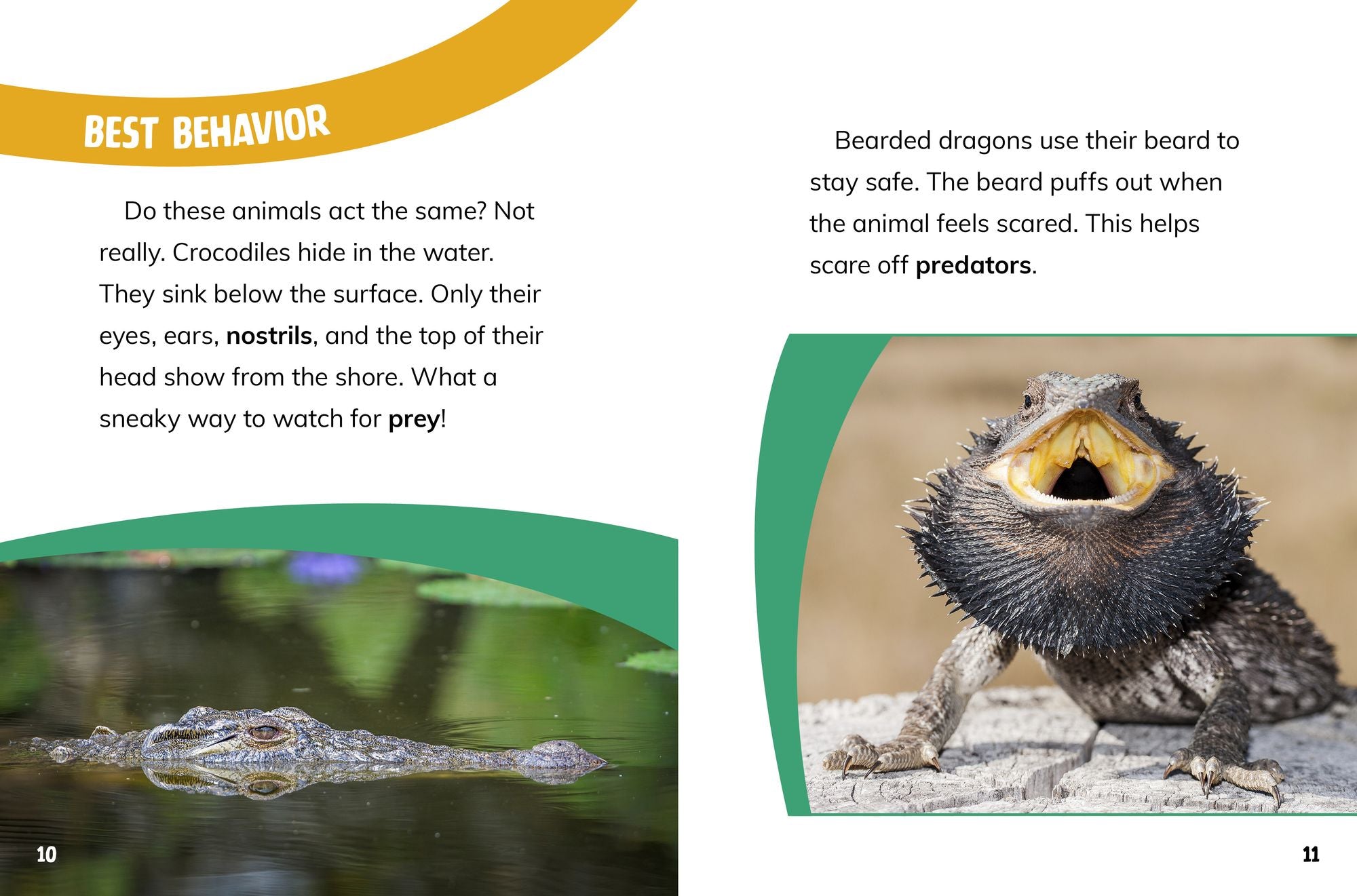 Bearded Dragons and Crocodiles: Reptile Relatives