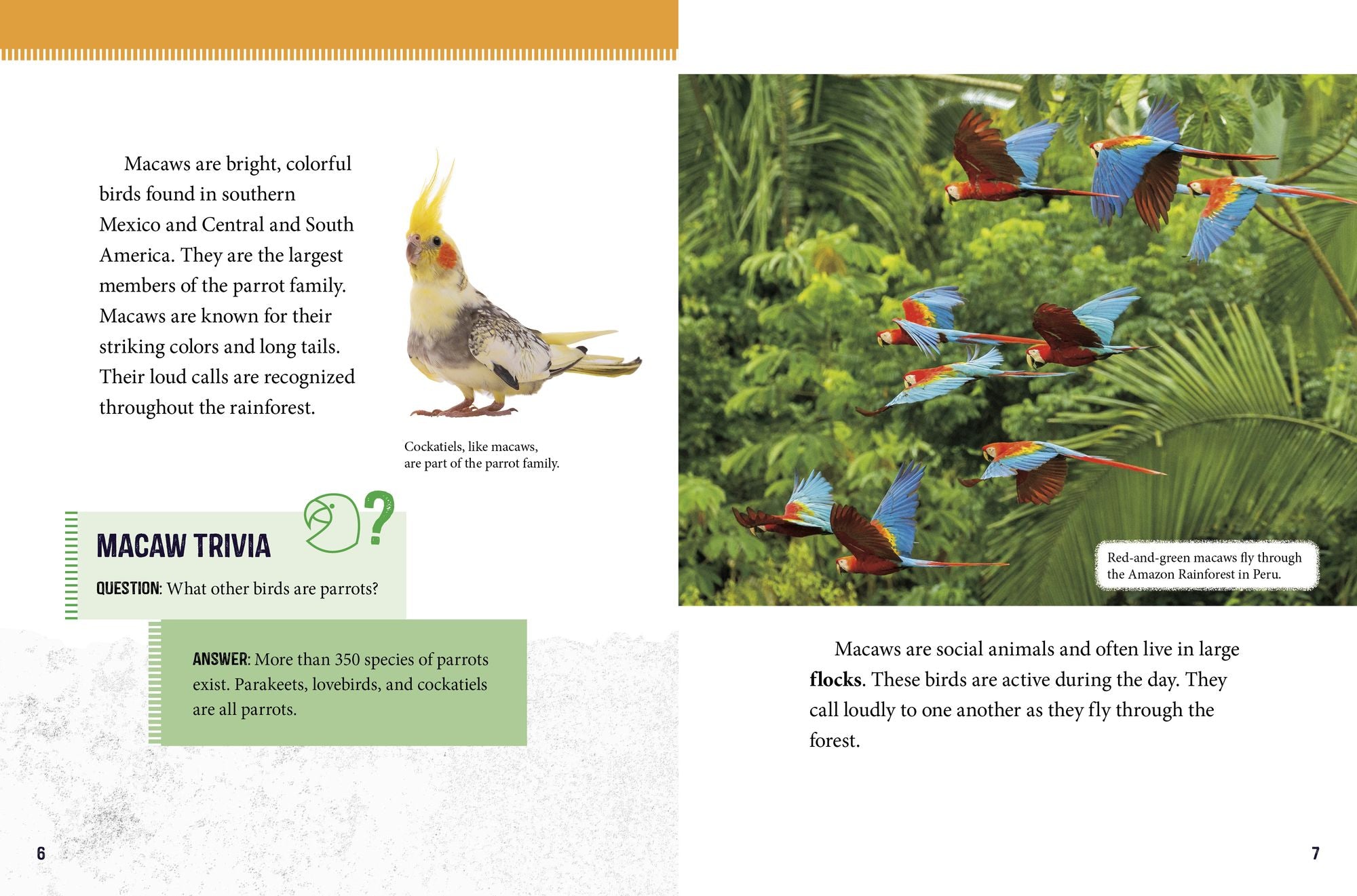 Macaws at Risk: Saving These Colorful Birds