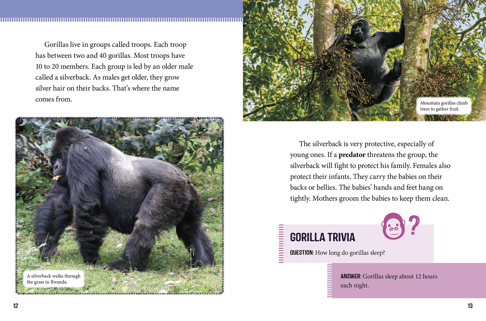 Mountain Gorillas at Risk: Saving These Great Apes
