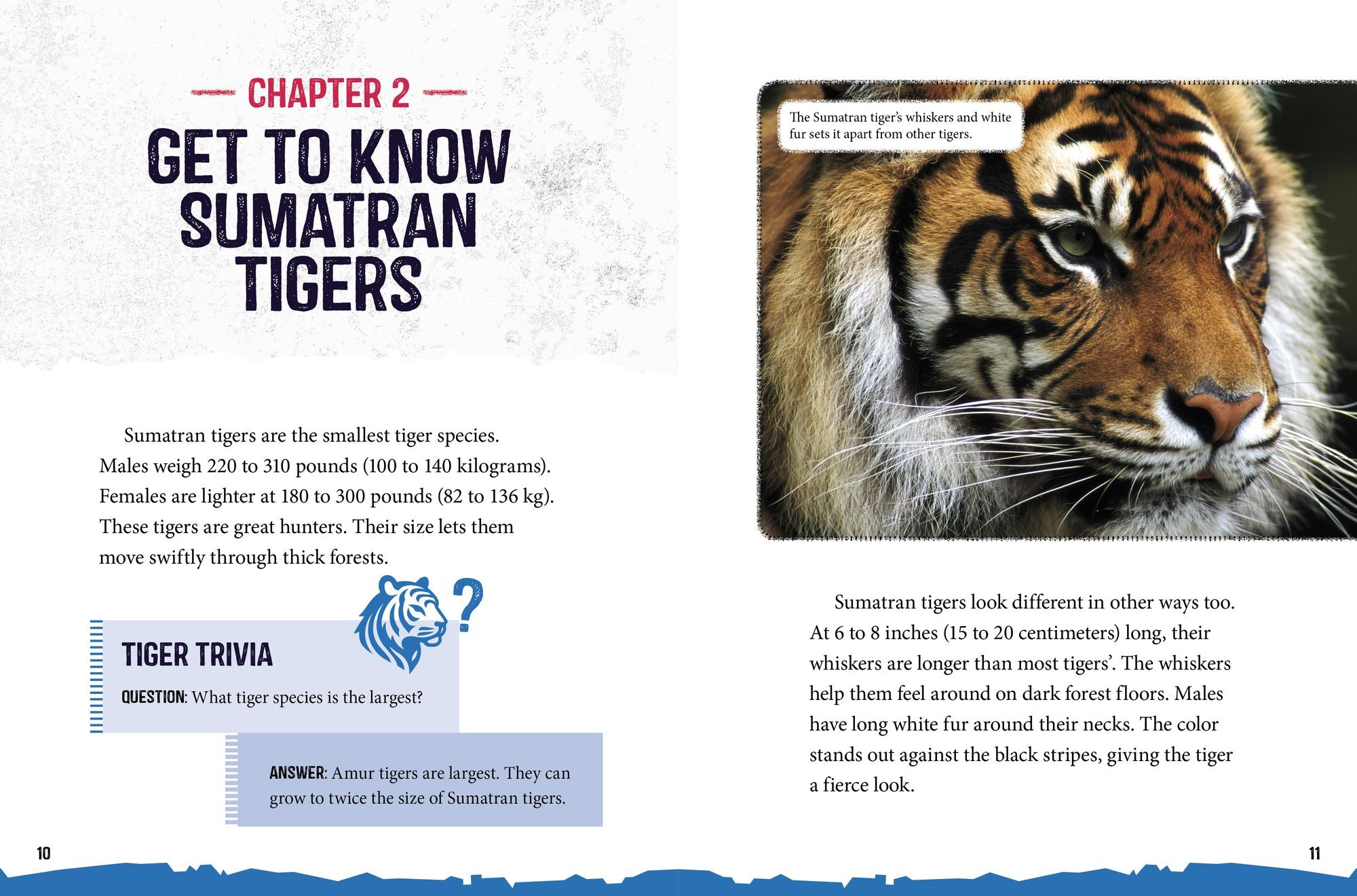 Sumatran Tigers at Risk: Saving These Fierce Big Cats